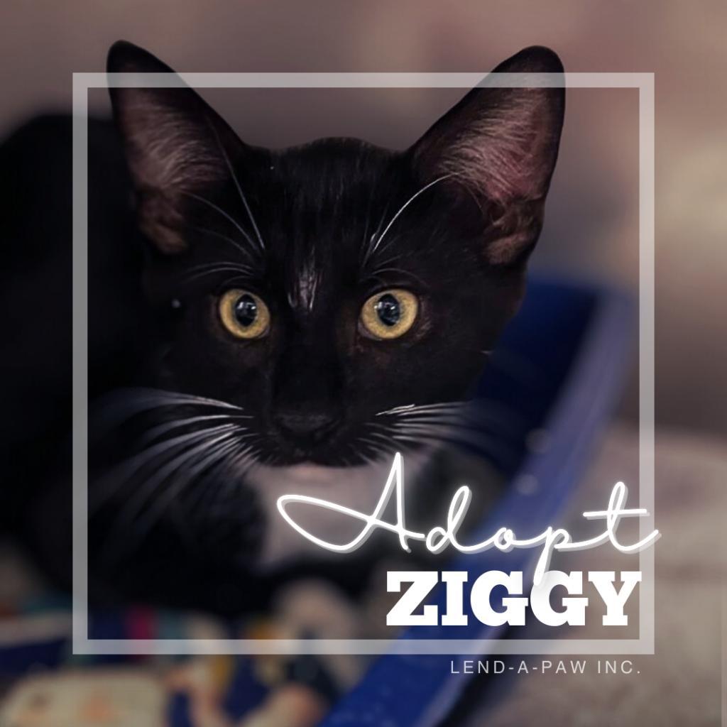 Ziggy thumbnail 3