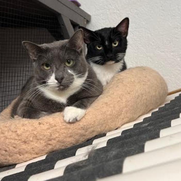 Enlarge Ziggy, a Adoptable mixed breed in Oceanside, NY image 4/4