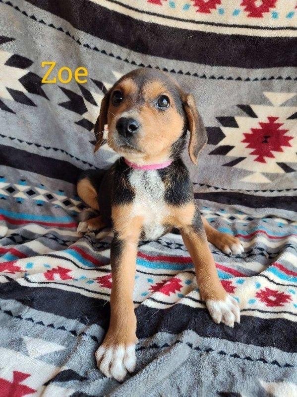 Enlarge Zoe, a Adopted mixed breed in Billerica, MA image 1/1