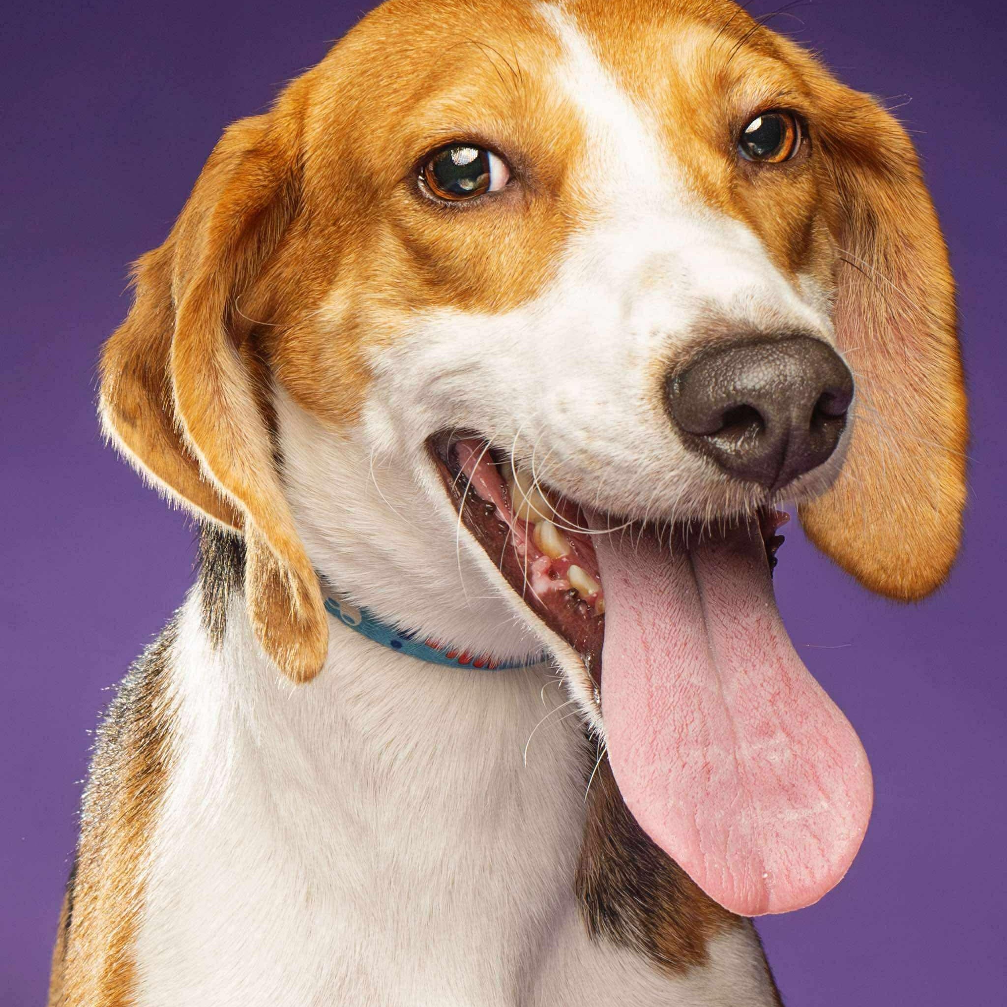 Vixen, an adopted Hound in Wando, SC image 2/4