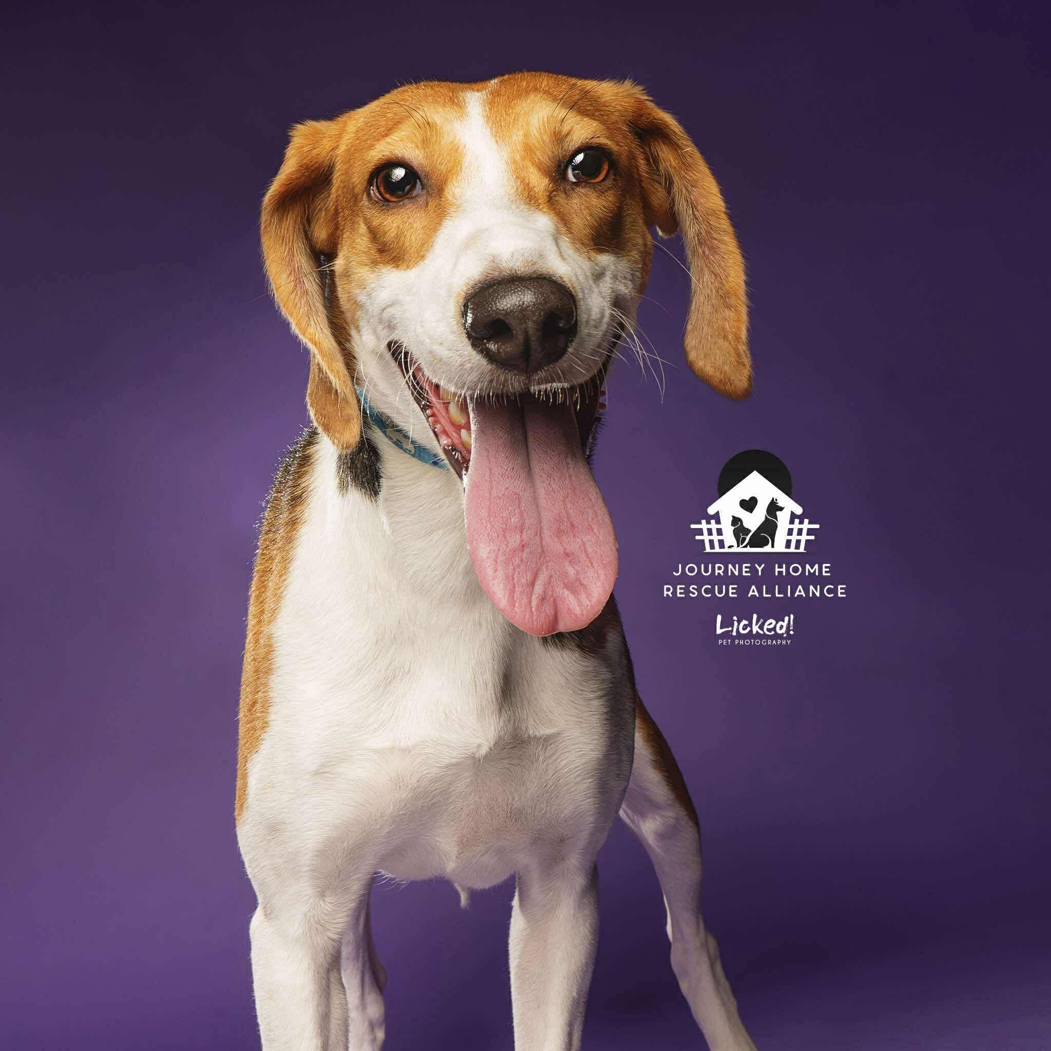 Vixen, an adopted Hound in Wando, SC image 4/4