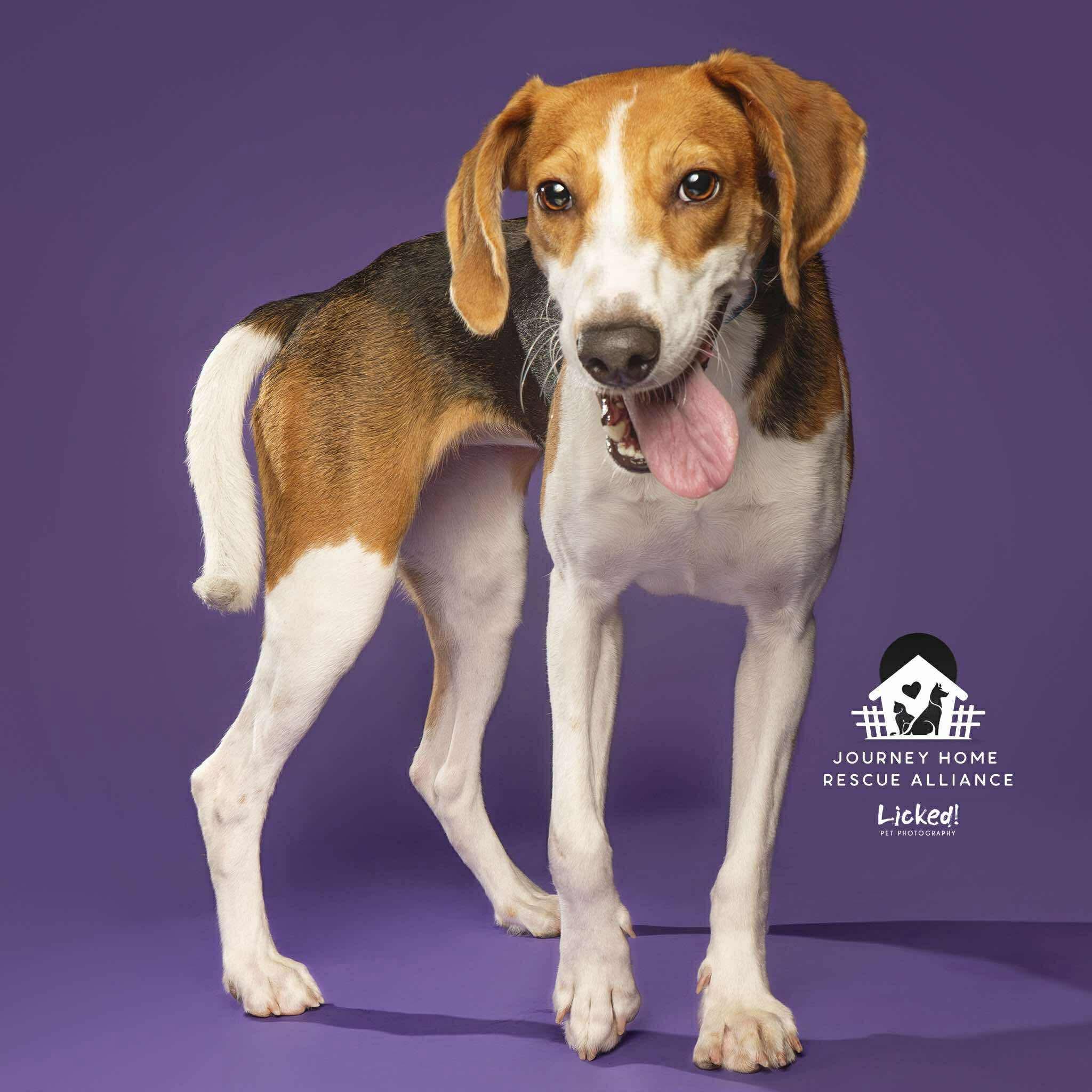 Vixen, an adopted Hound in Wando, SC image 3/4