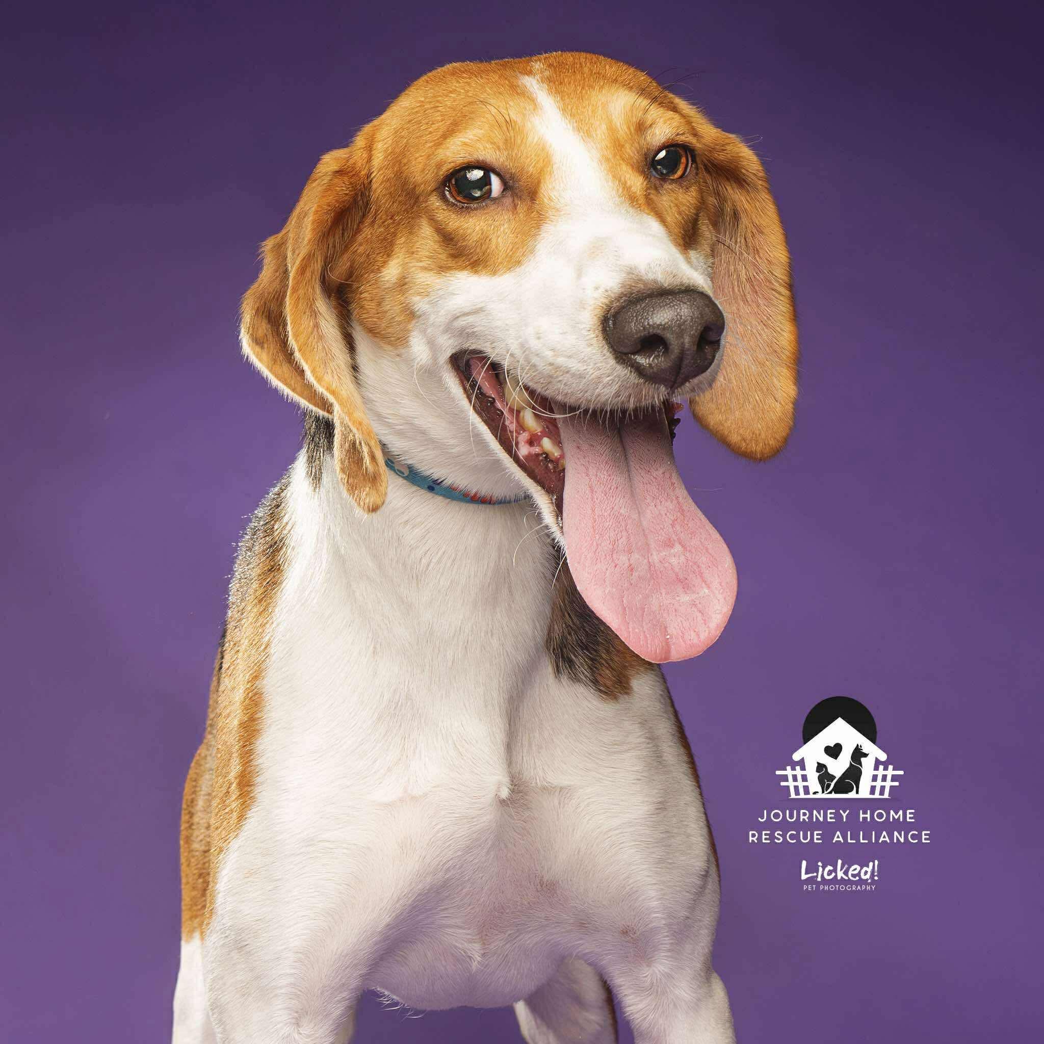 Vixen, an adopted Hound in Wando, SC image 1/4