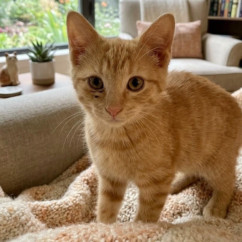 Sunny 1385, Adopted, Kitten Male Domestic Short Hair.