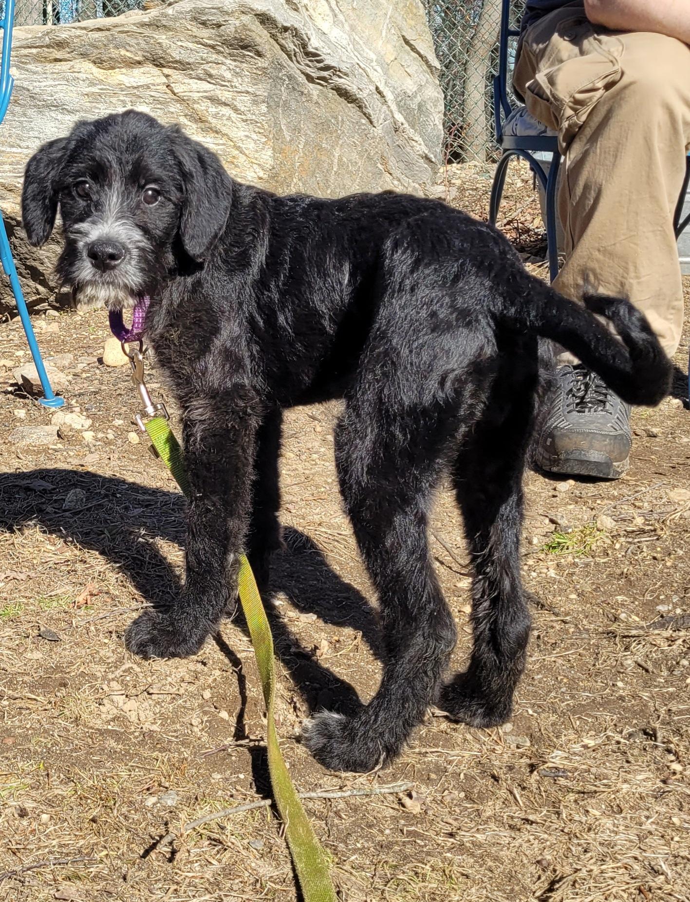 Enlarge Dixie, a Adopted mixed breed in Terryville, CT image 1/6