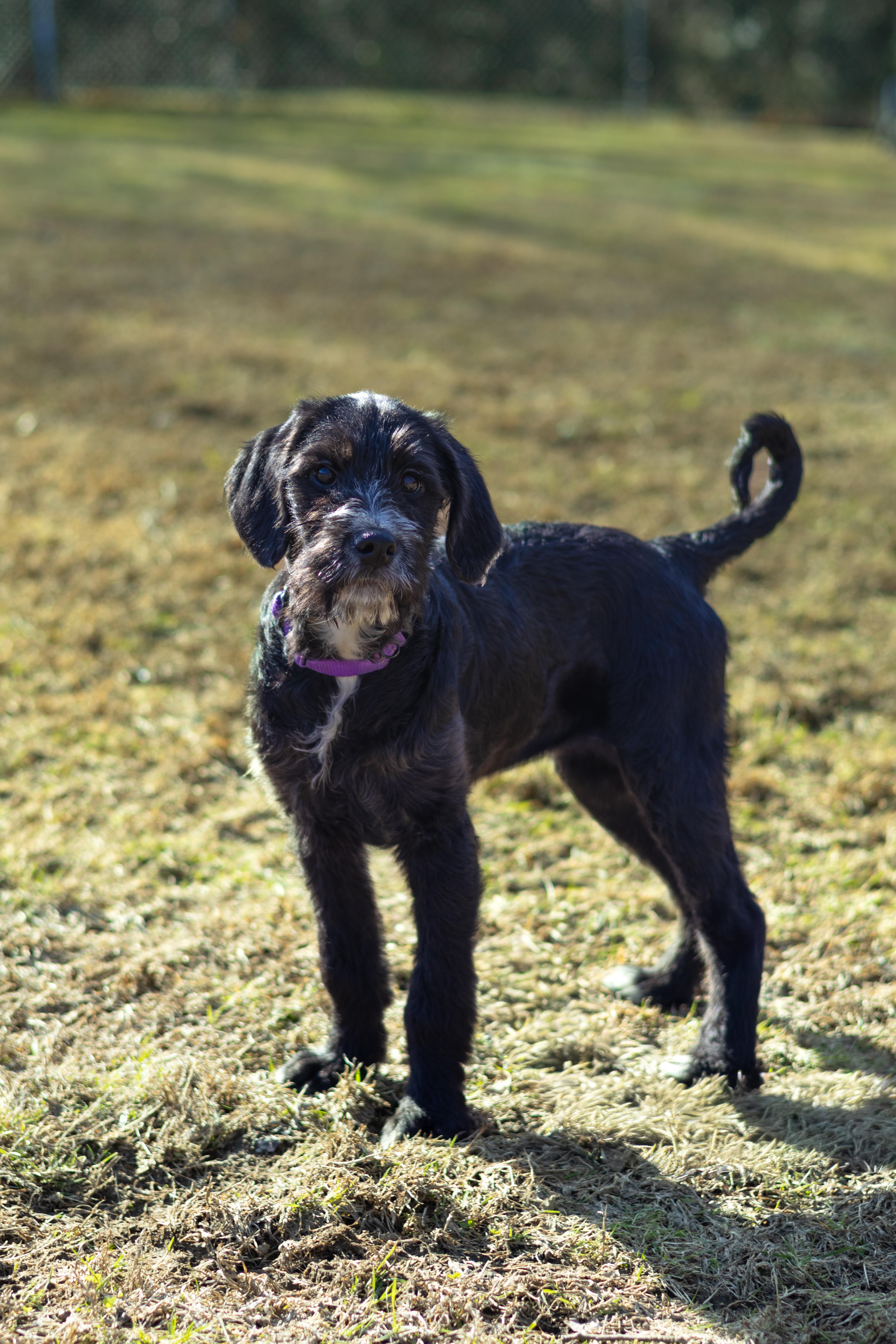Enlarge Dixie, a Adopted mixed breed in Terryville, CT image 3/6