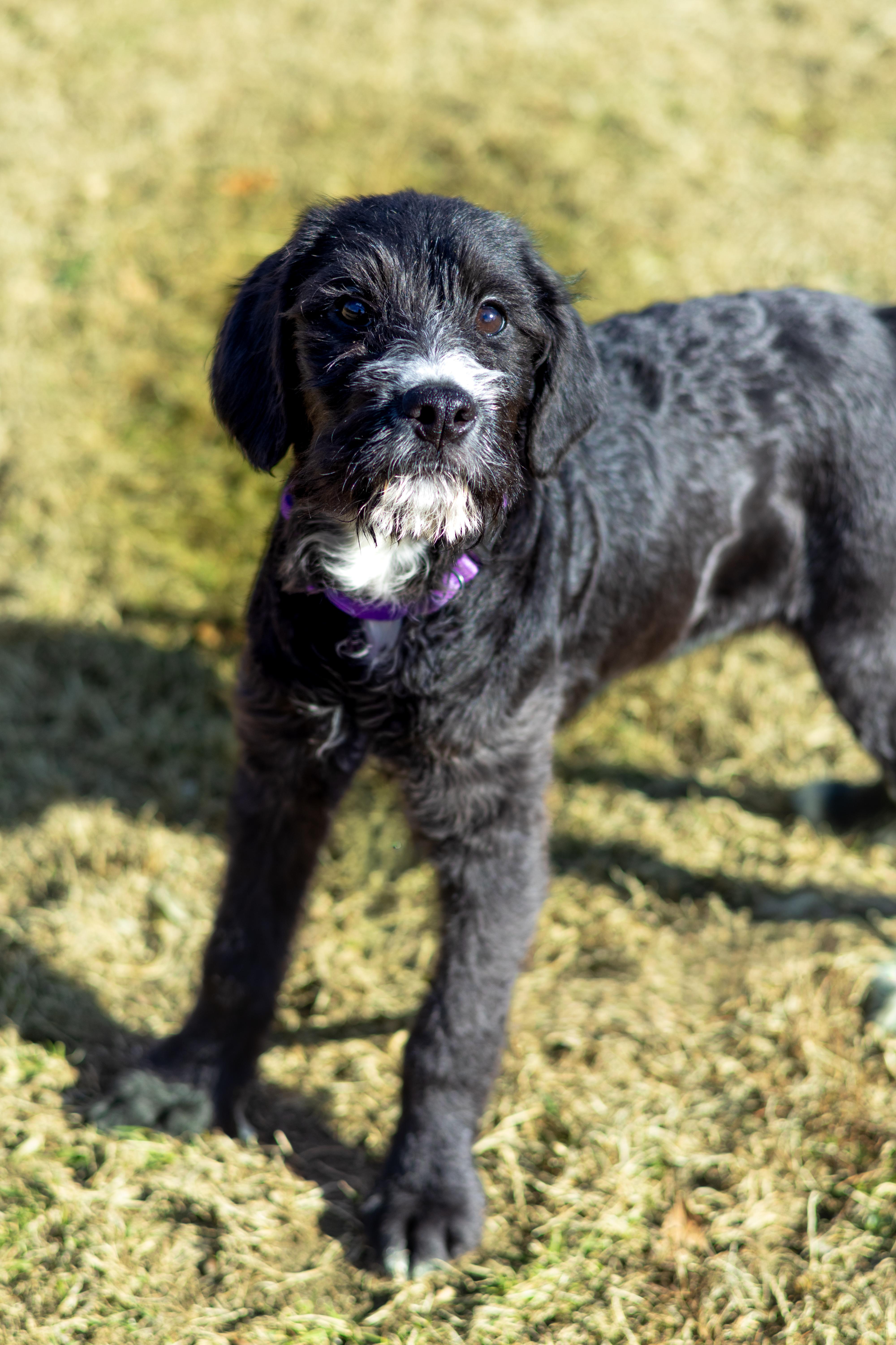 Enlarge Dixie, a Adopted mixed breed in Terryville, CT image 4/6