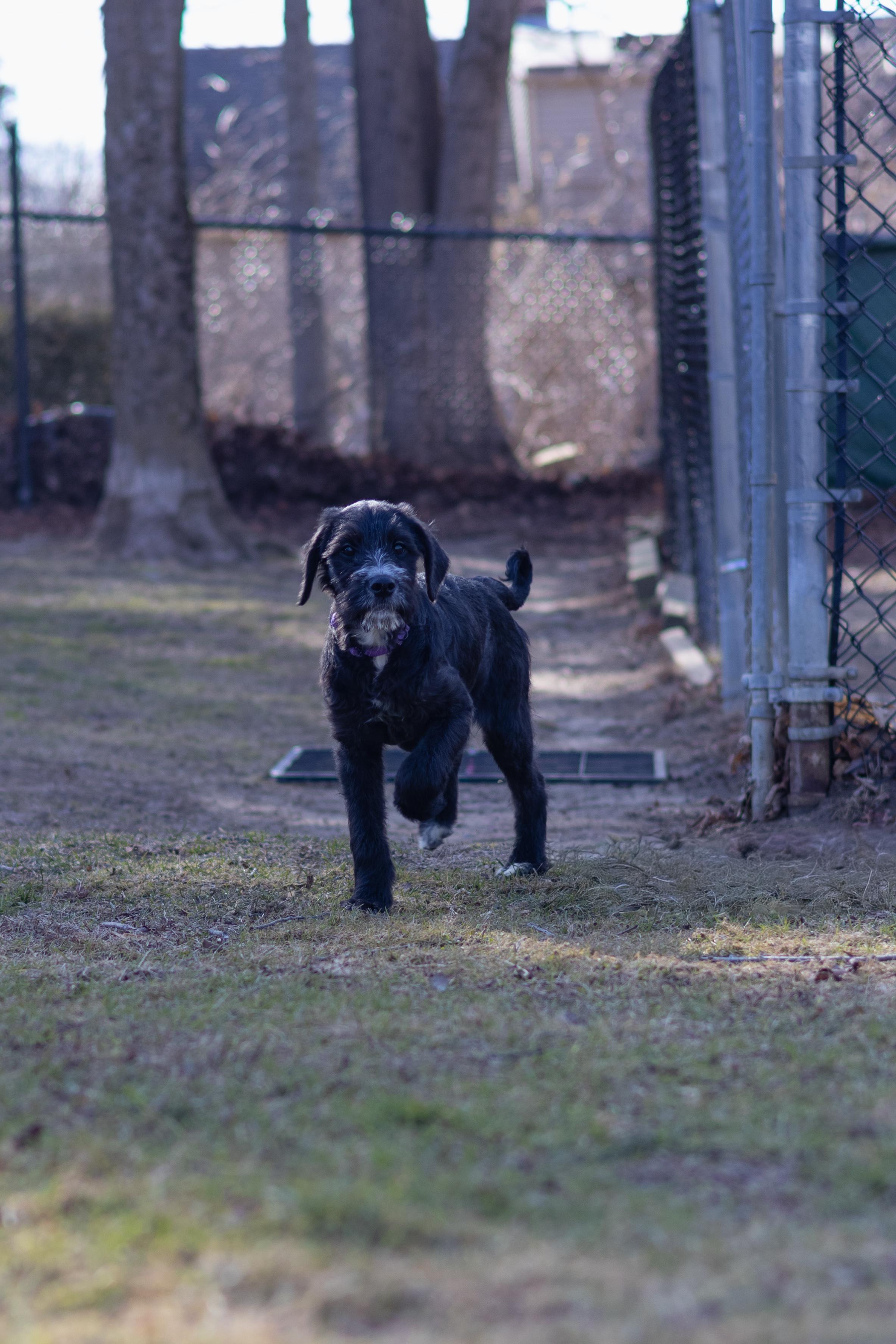 Enlarge Dixie, a Adopted mixed breed in Terryville, CT image 5/6