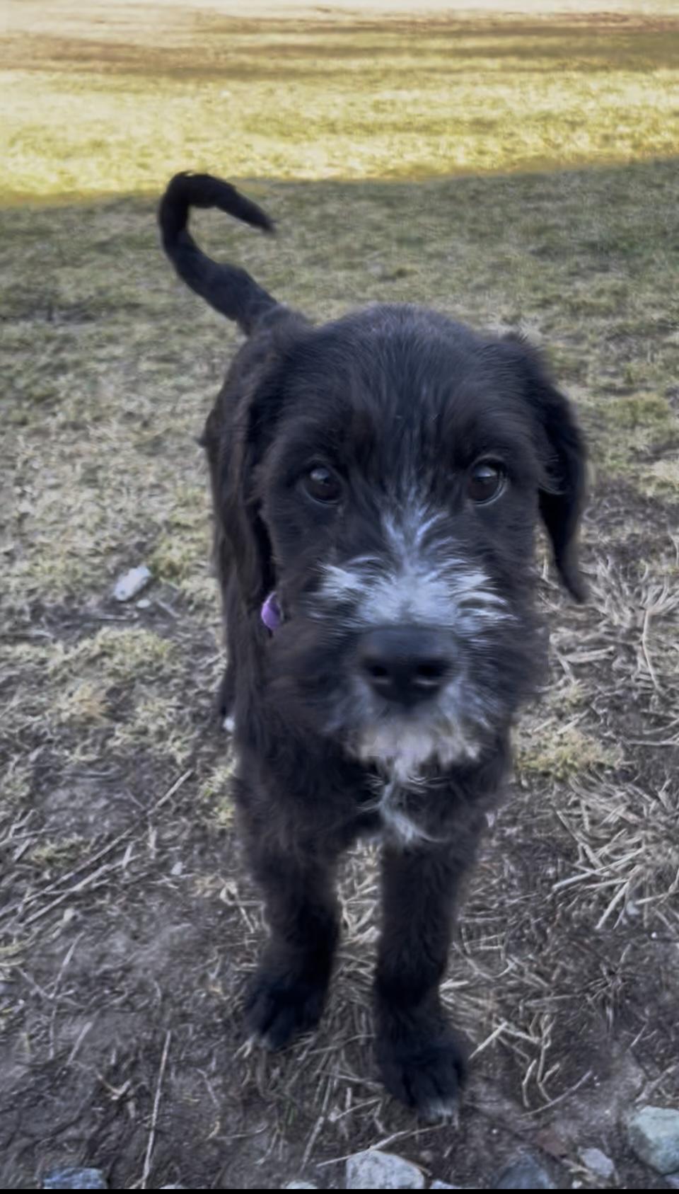 Enlarge Dixie, a Adopted mixed breed in Terryville, CT image 6/6