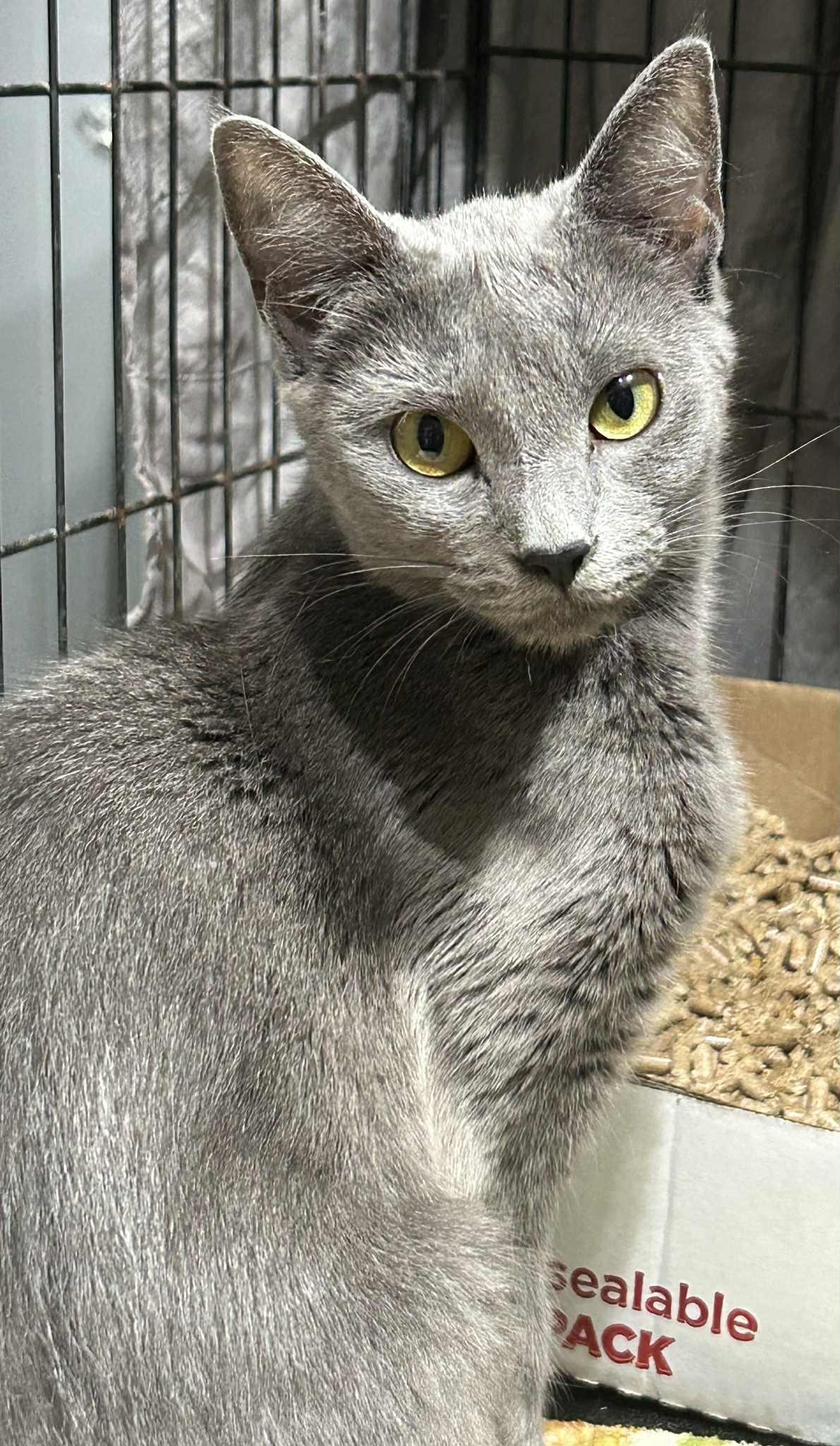 Enlarge Zara, an adopted Domestic Short Hair in Westfield, MA image 1/1