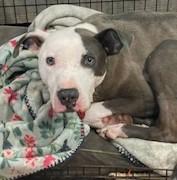 Malone  Gentle Sweet Boy Very Doggie Social . Fostering in Norwalk CT.
