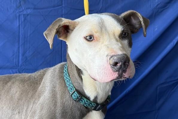 Malone  Gentle Sweet Boy Very Doggie Social . Fostering in Norwalk CT.