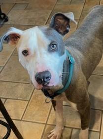 Malone  Gentle Sweet Boy Very Doggie Social . Fostering in Norwalk CT.