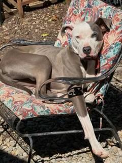Malone  Gentle Sweet Boy Very Doggie Social . Fostering in Norwalk CT.