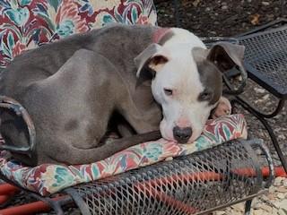 Malone  Gentle Sweet Boy Very Doggie Social . Fostering in Norwalk CT.