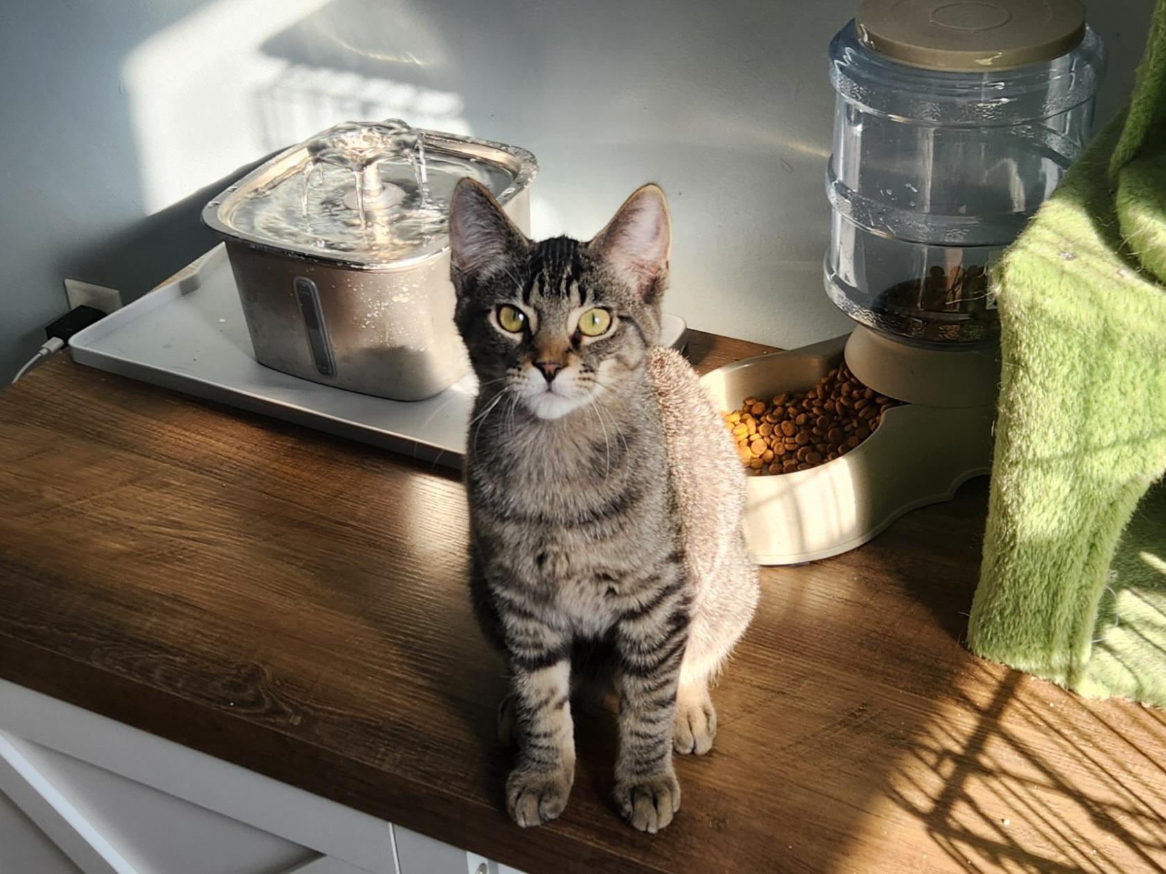 Enlarge Jimi Hendrix - Bonded w/ Joan Jett, a ADOPTABLE Domestic Short Hair in Clawson, MI image 2/2