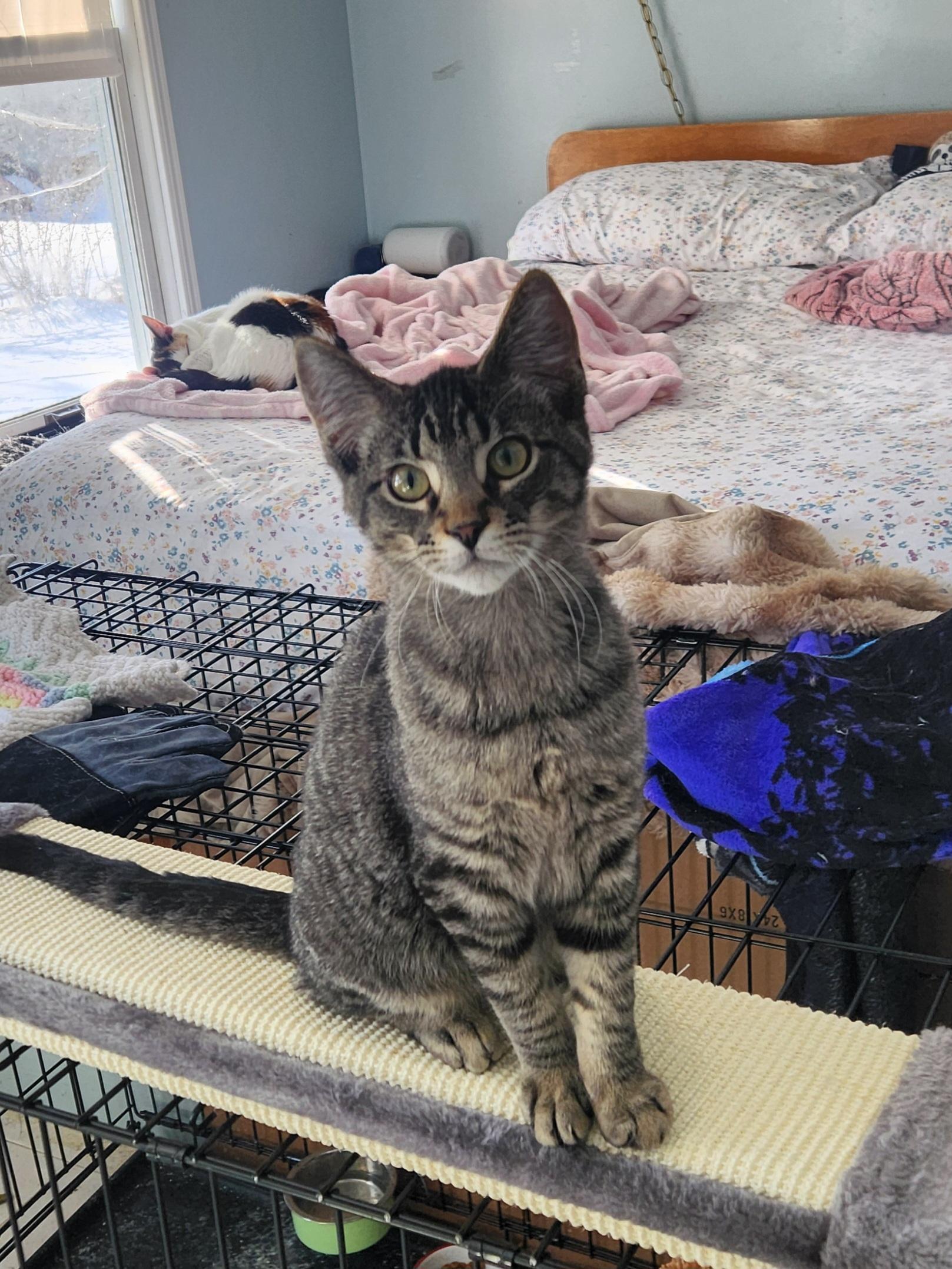 Jimi Hendrix - Bonded w/ Joan Jett, ADOPTABLE, Young Male Domestic Short Hair.