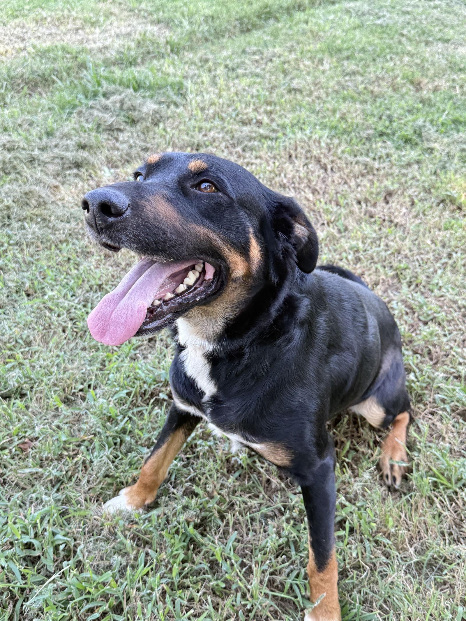 Bane, Adoptable, Young Male Rottweiler.