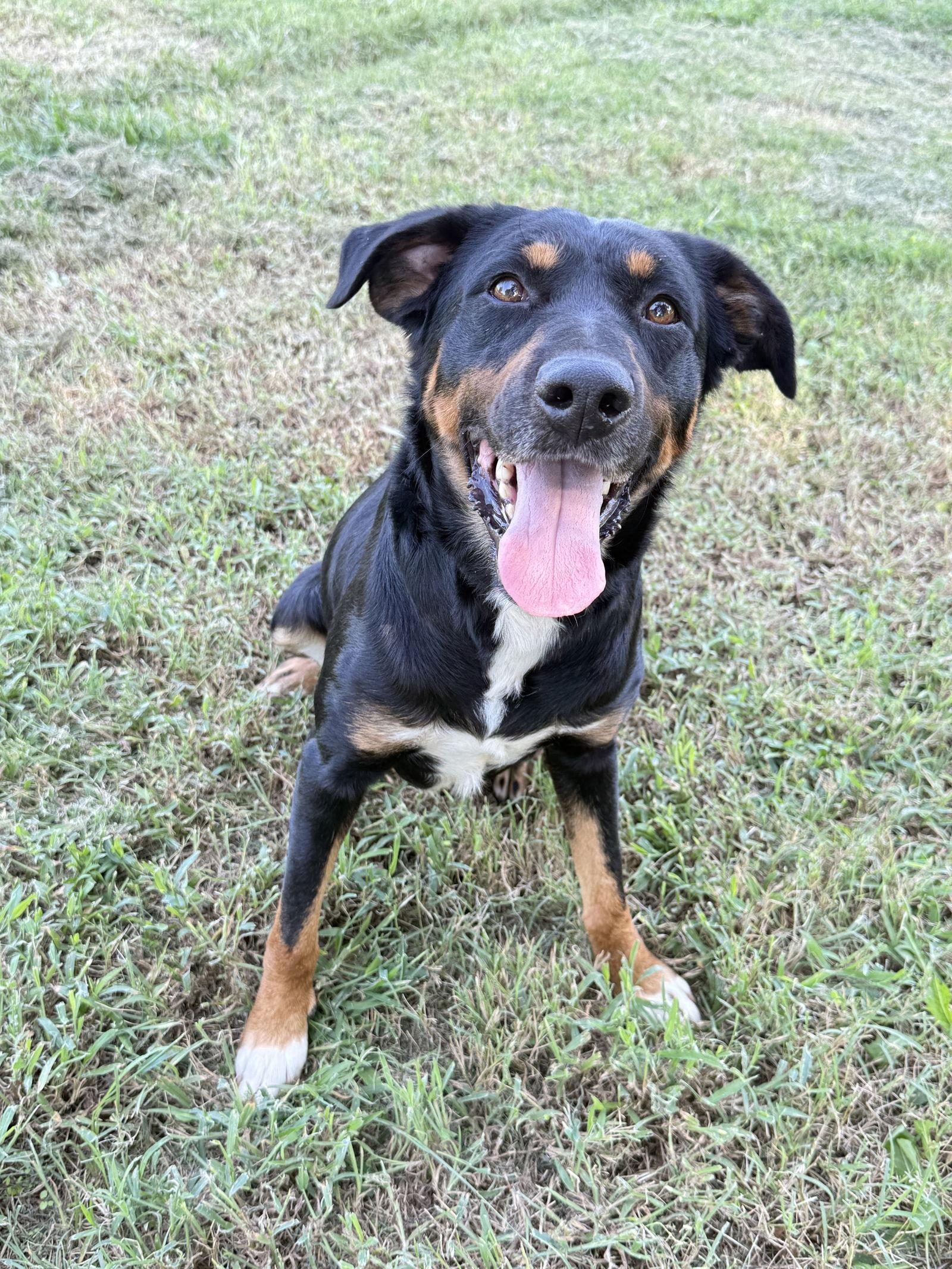 Bane, a Adoptable mixed breed in Prague, OK image 2/3