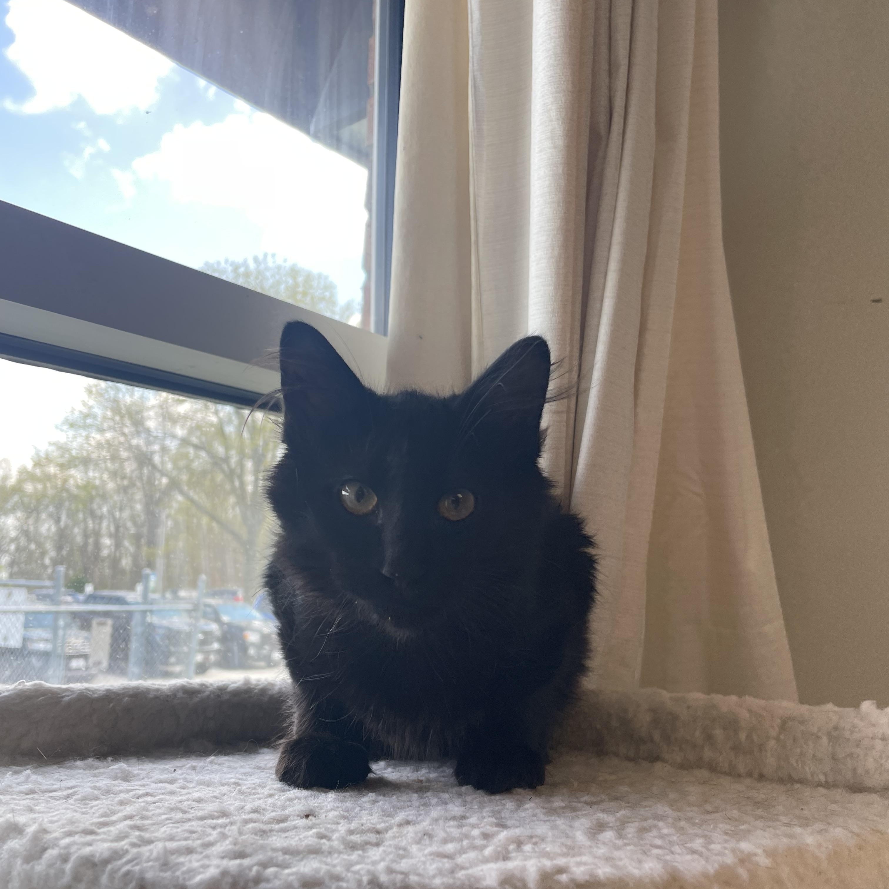 Dr Pepper, adoptable, Kitten Male Domestic Medium Hair.