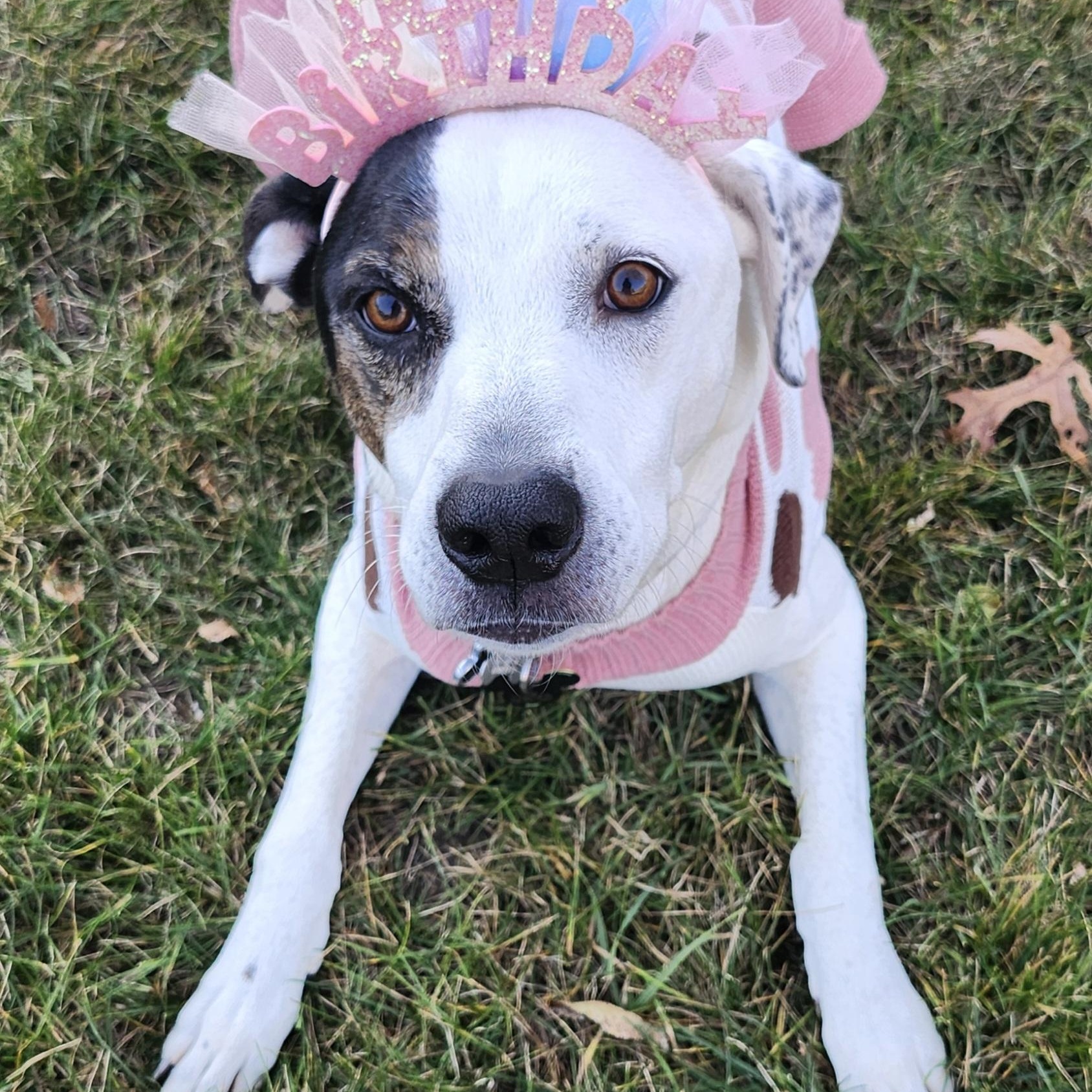 Enlarge Ella, a Adoptable mixed breed in Albany, NY image 6/6