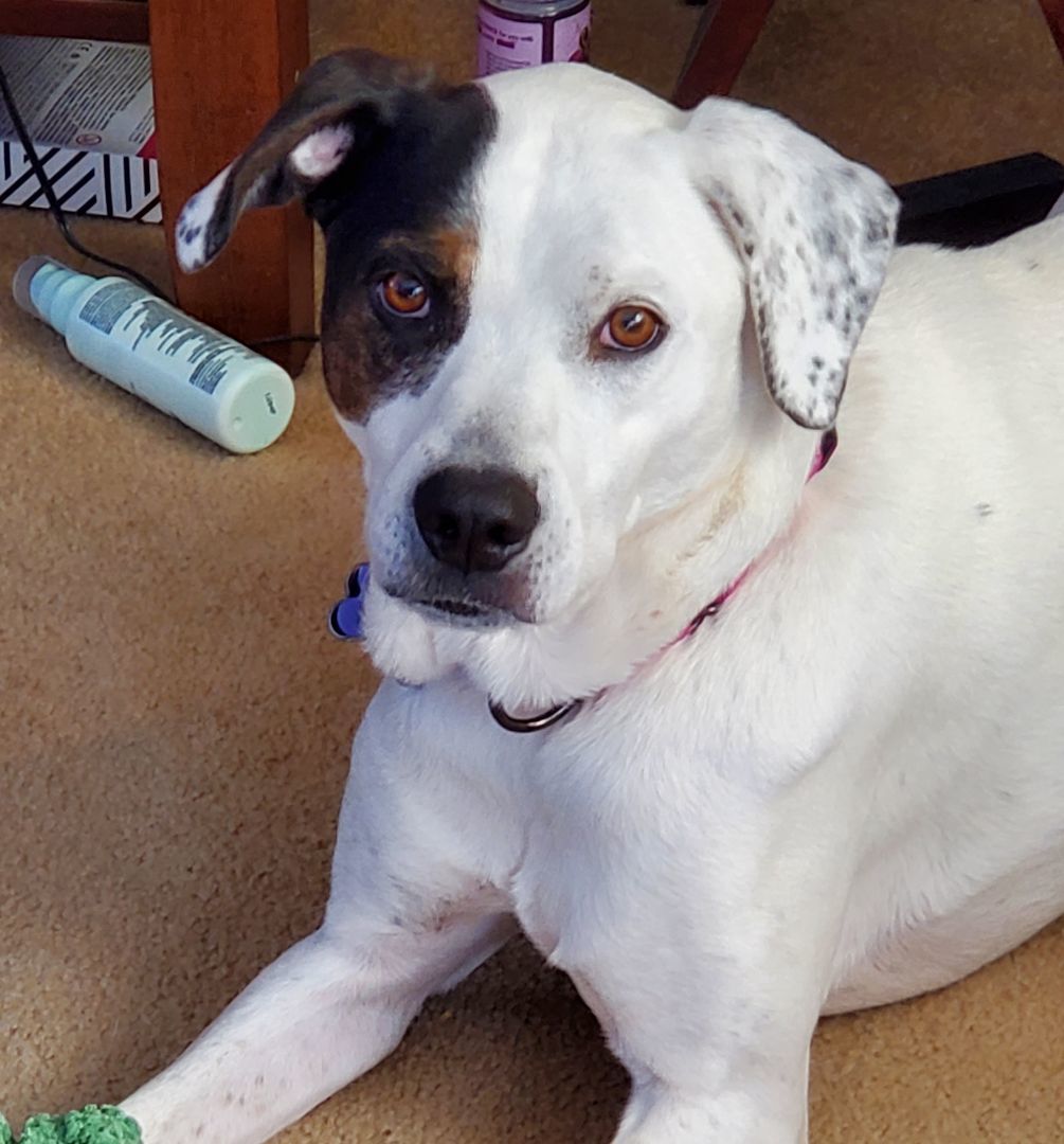 Enlarge Ella, a Adoptable mixed breed in Albany, NY image 2/6