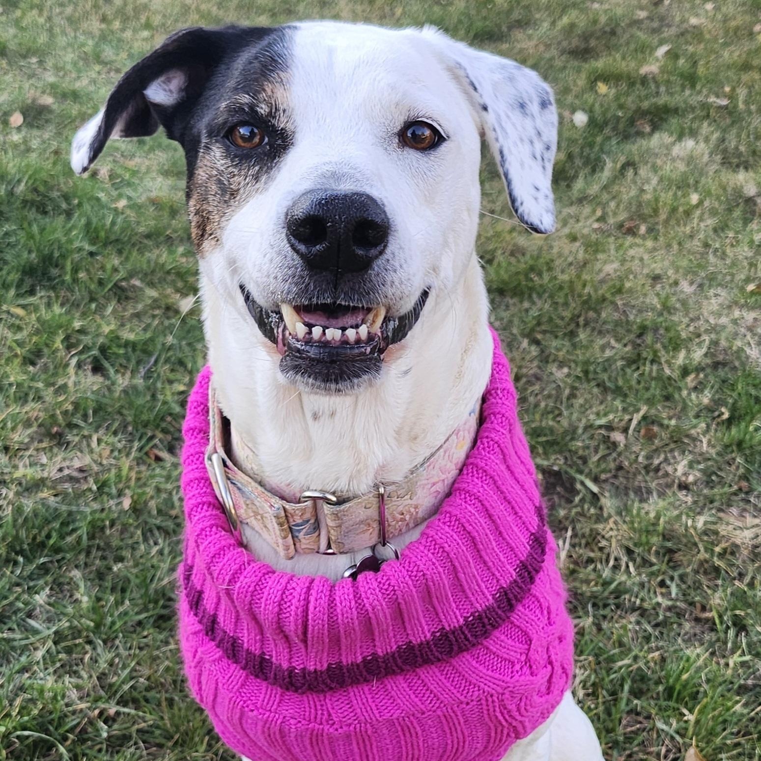 Enlarge Ella, a Adoptable mixed breed in Albany, NY image 5/6