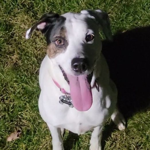 Enlarge Ella, a Adoptable mixed breed in Albany, NY image 4/6