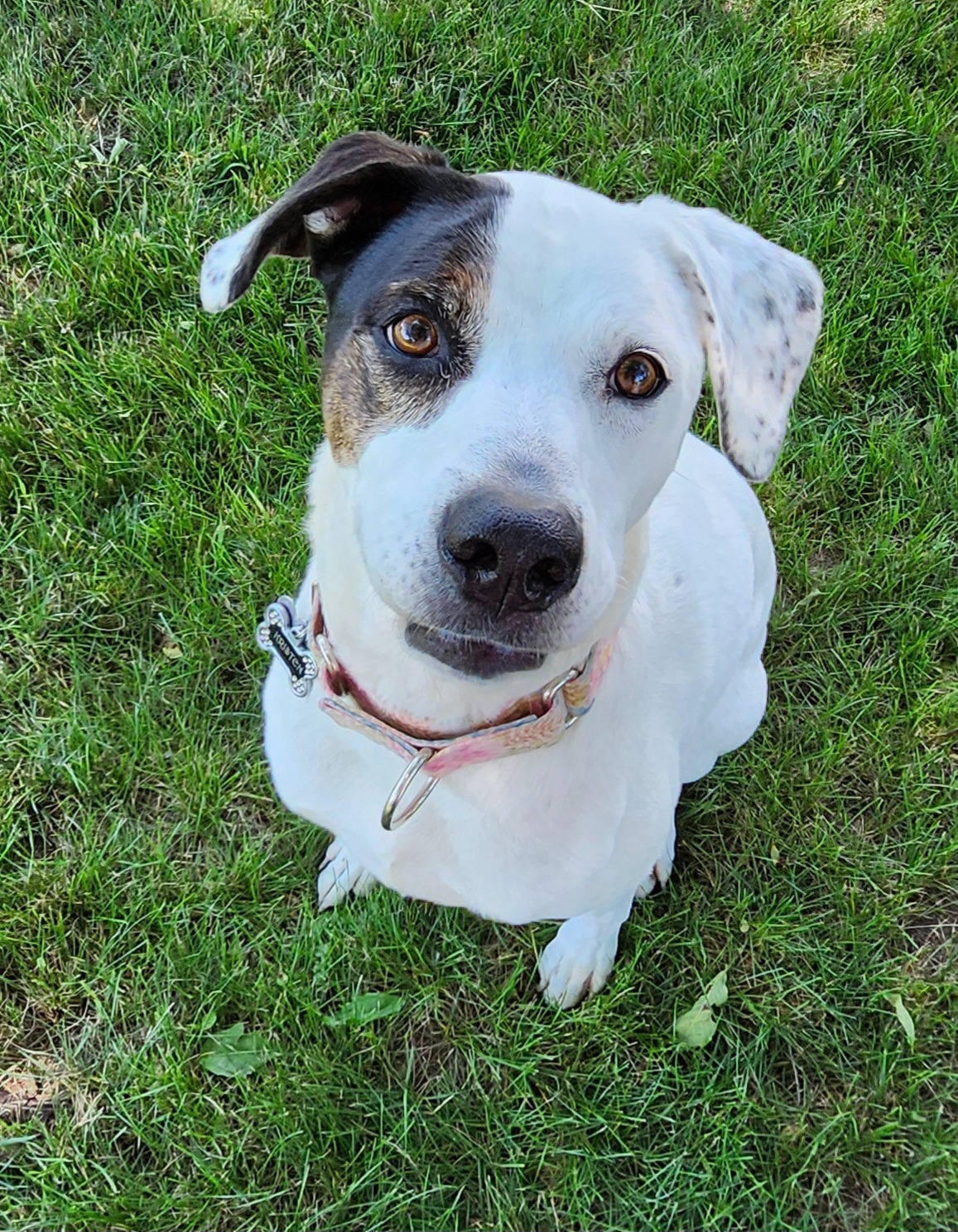 Enlarge Ella, a Adoptable mixed breed in Albany, NY image 3/6