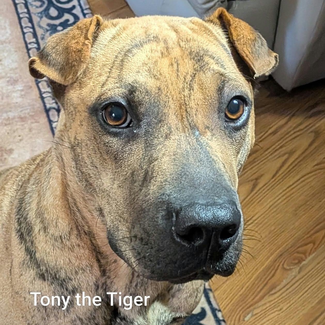 TONY THE TIGER - Bio coming soon, Adoptable, Adult Male Shar-Pei.