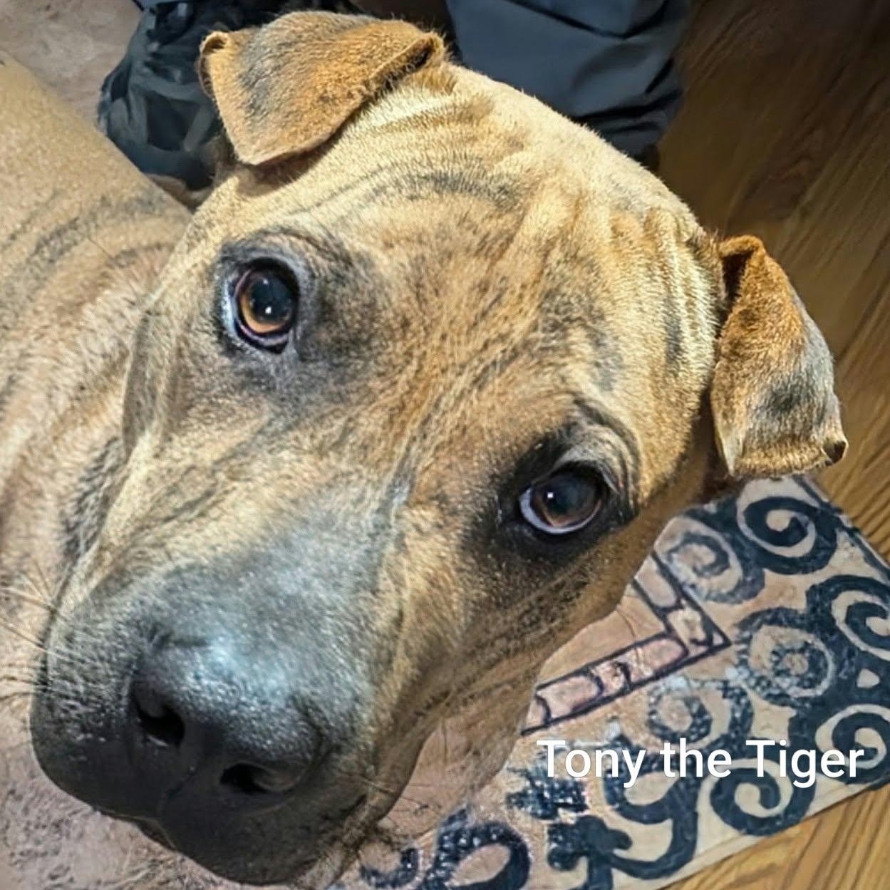 Enlarge TONY THE TIGER - Bio coming soon, a Adoptable mixed breed in Cameron, NC image 4/5