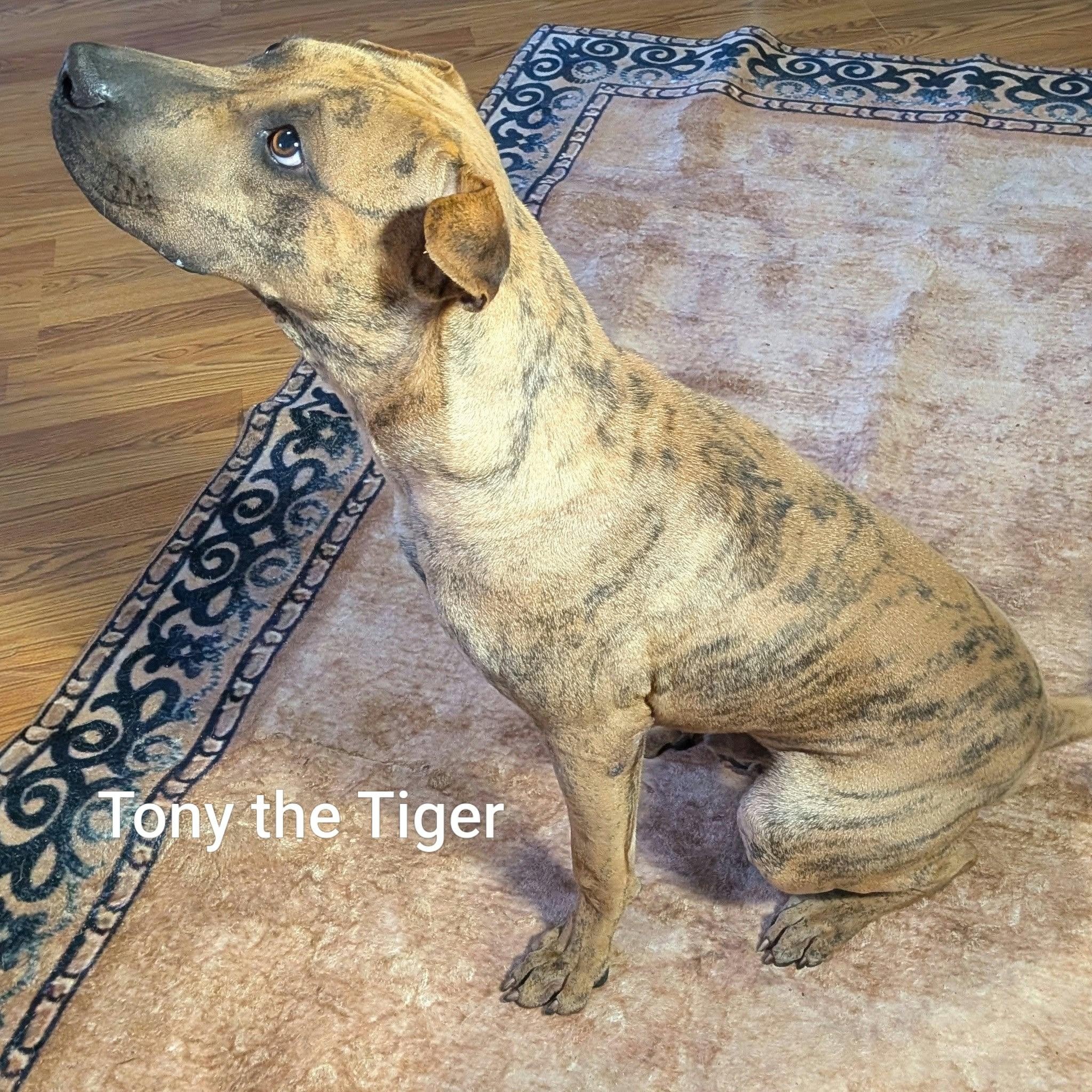 Enlarge TONY THE TIGER - Bio coming soon, a Adoptable mixed breed in Cameron, NC image 2/5
