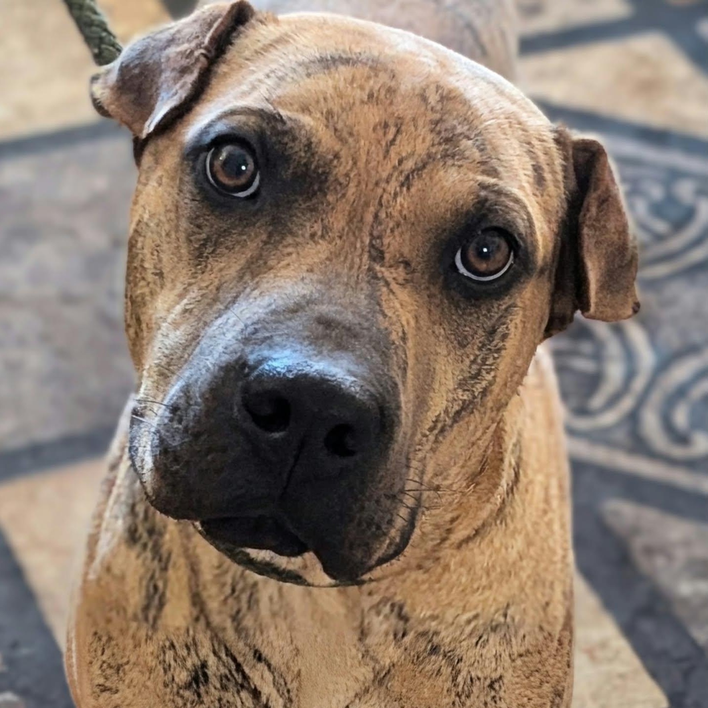 Enlarge TONY THE TIGER - Bio coming soon, a Adoptable mixed breed in Cameron, NC image 5/5