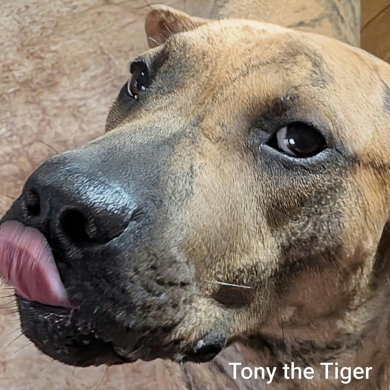 Enlarge TONY THE TIGER - Bio coming soon, a Adoptable mixed breed in Cameron, NC image 3/5
