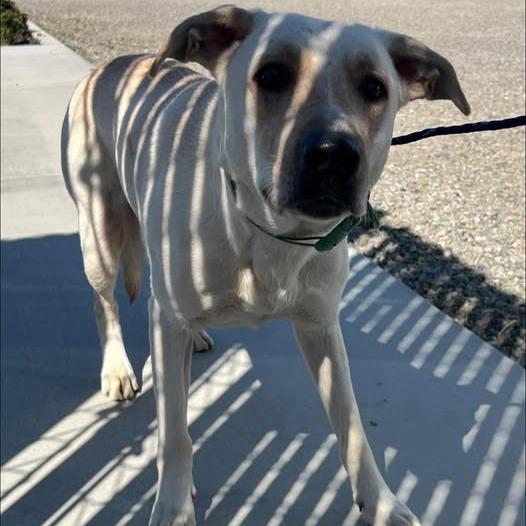 Enlarge 26-292, a Adoptable mixed breed in Los Banos, CA image 1/1