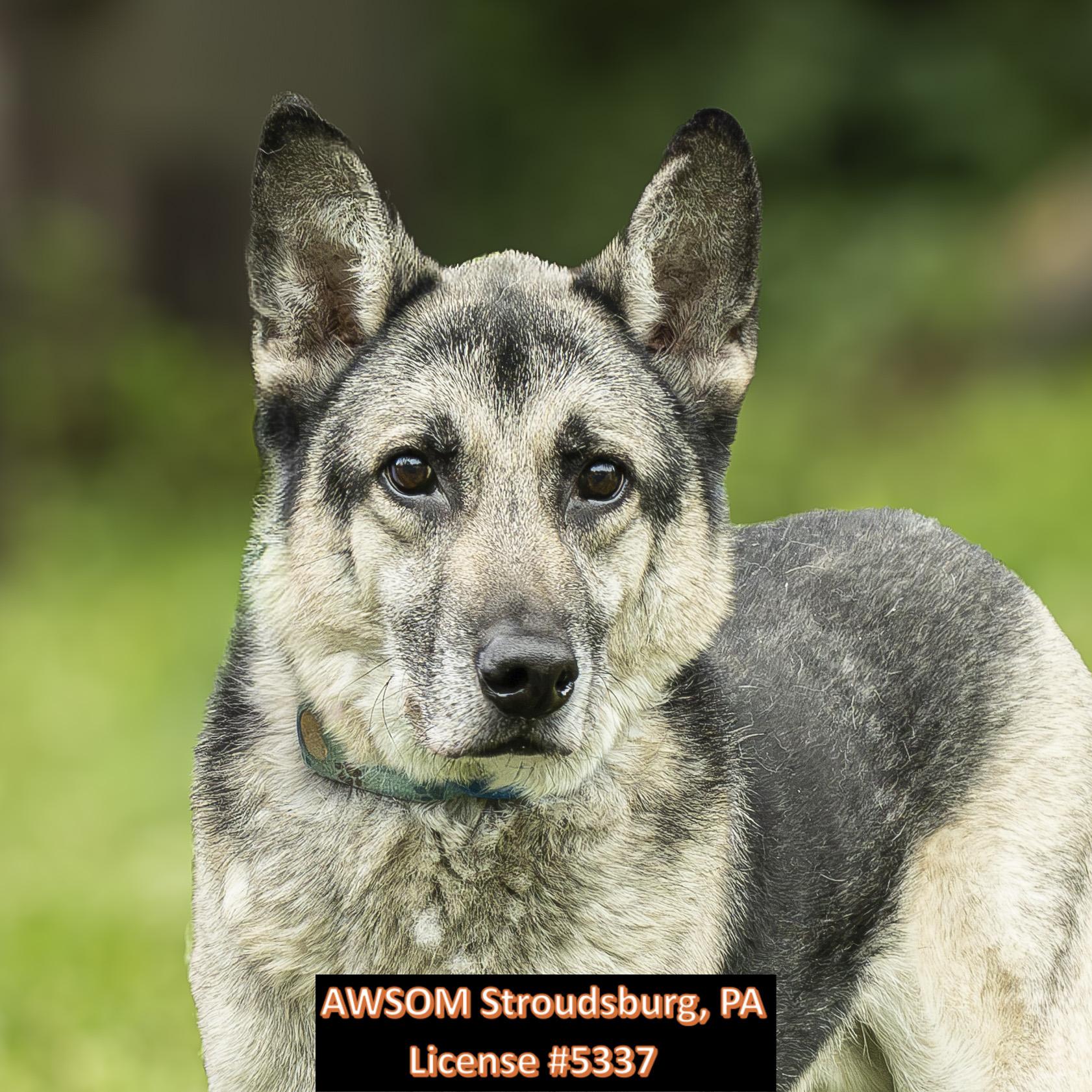 Turbo, ADOPTABLE, Adult Male German Shepherd Dog.