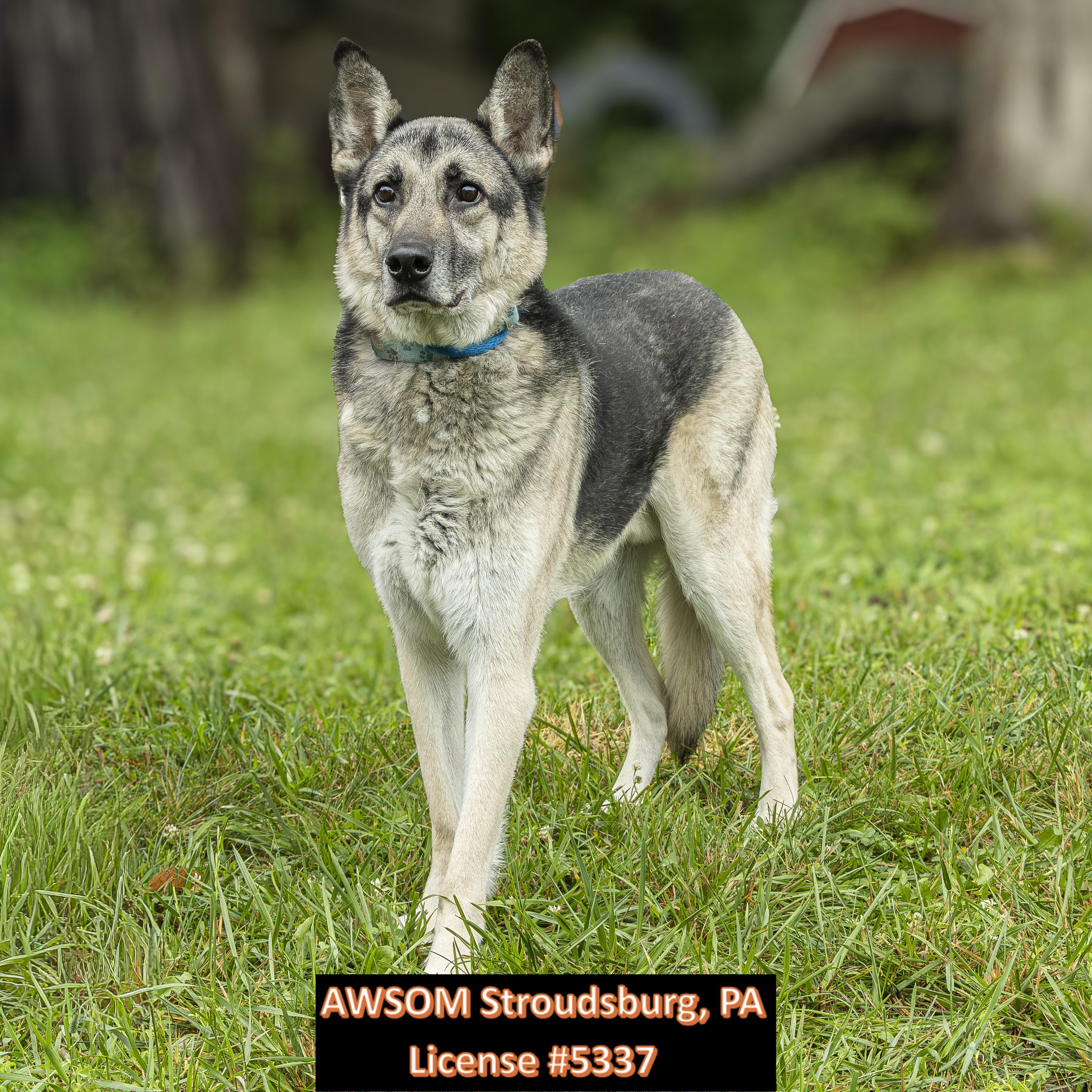 Enlarge Turbo, a ADOPTABLE mixed breed in Stroudsburg, PA image 2/2
