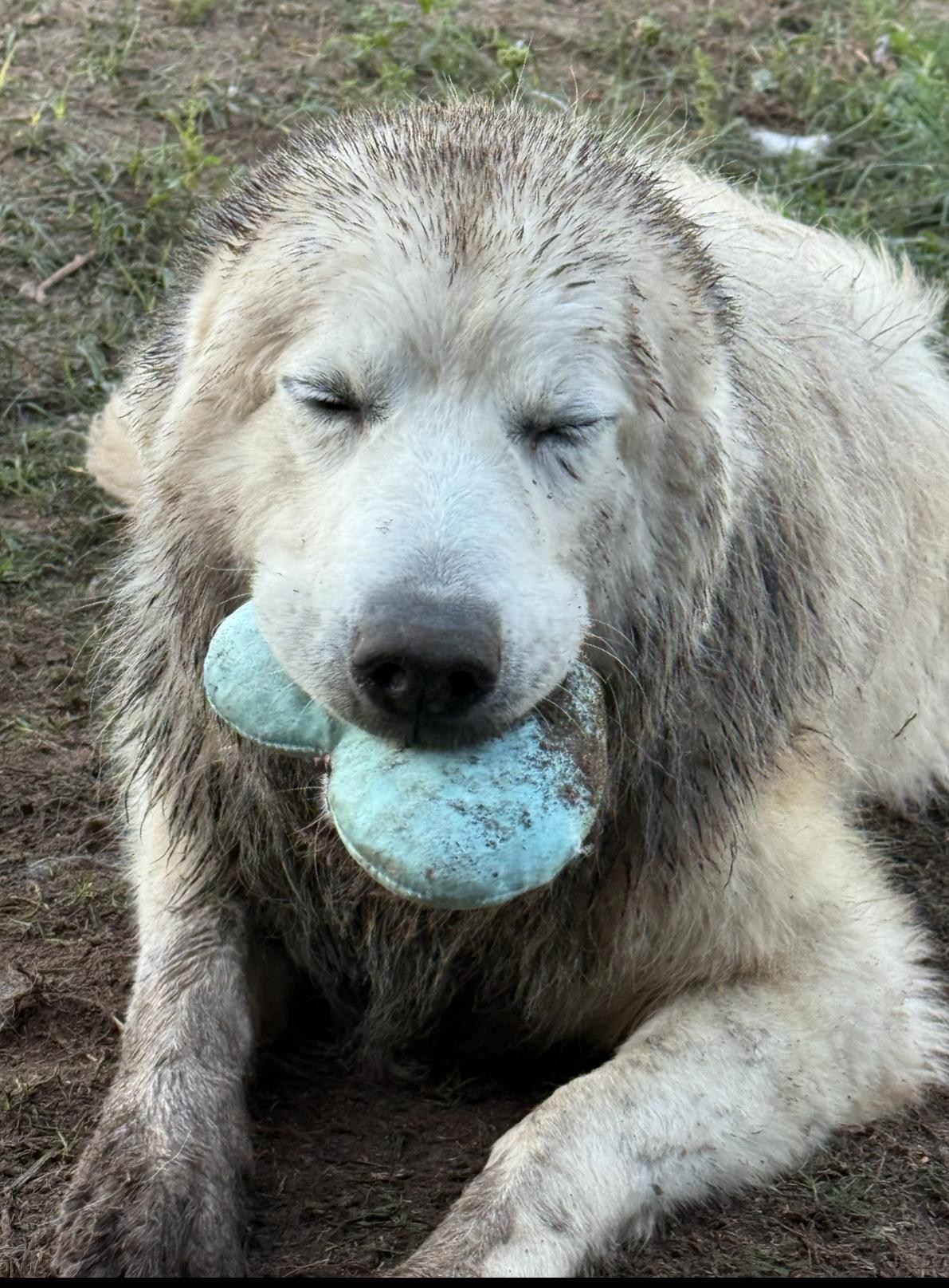 Meet Roger: A Mountain Of LOVE