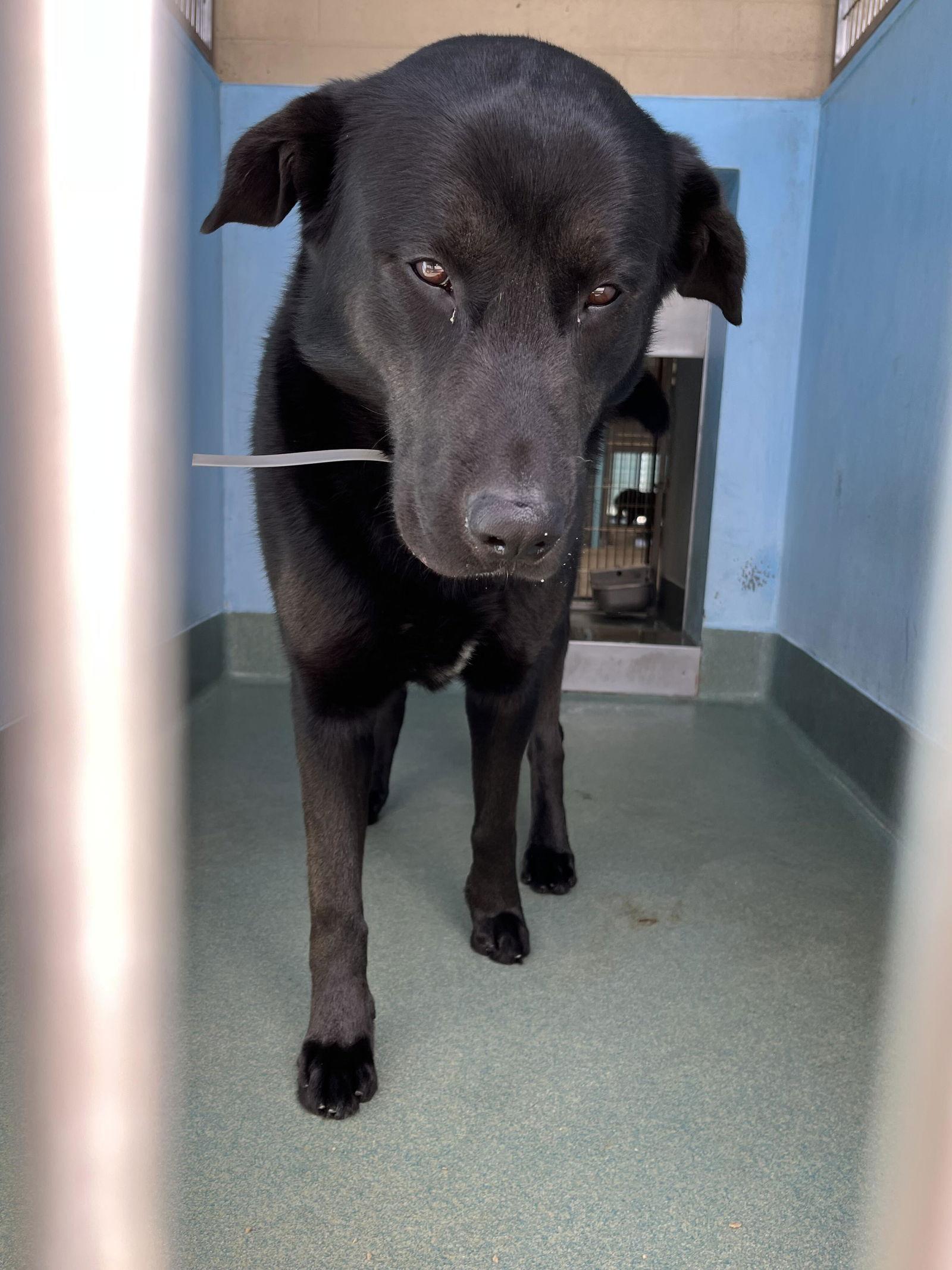 TRAVIS, Adoptable, Young Male Labrador Retriever.