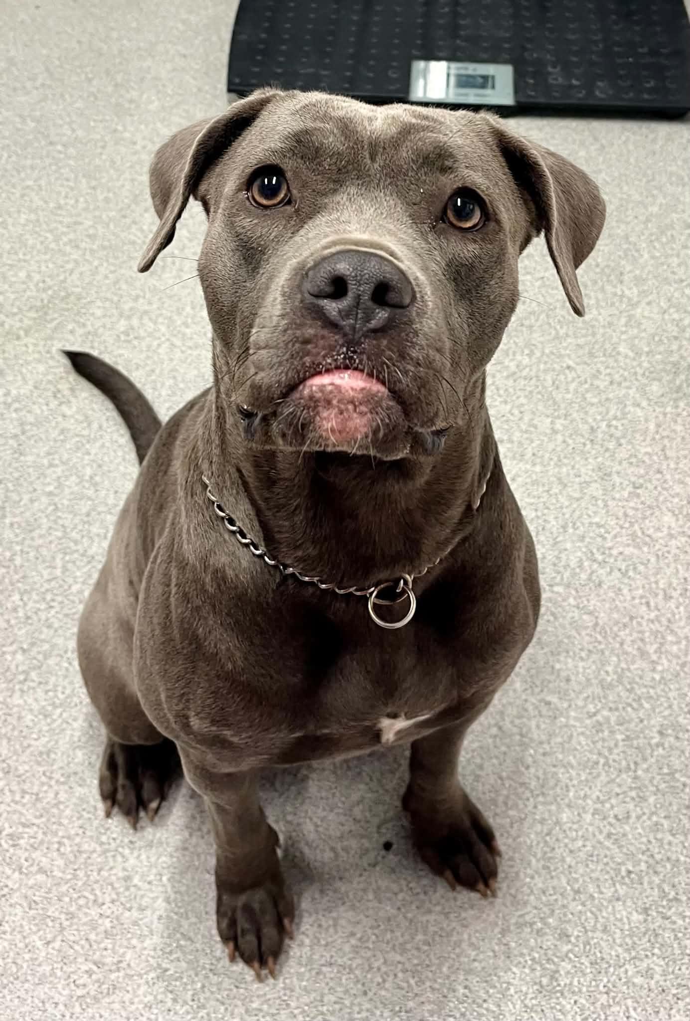 Lola, Adoptable, Adult Female Mixed Breed.