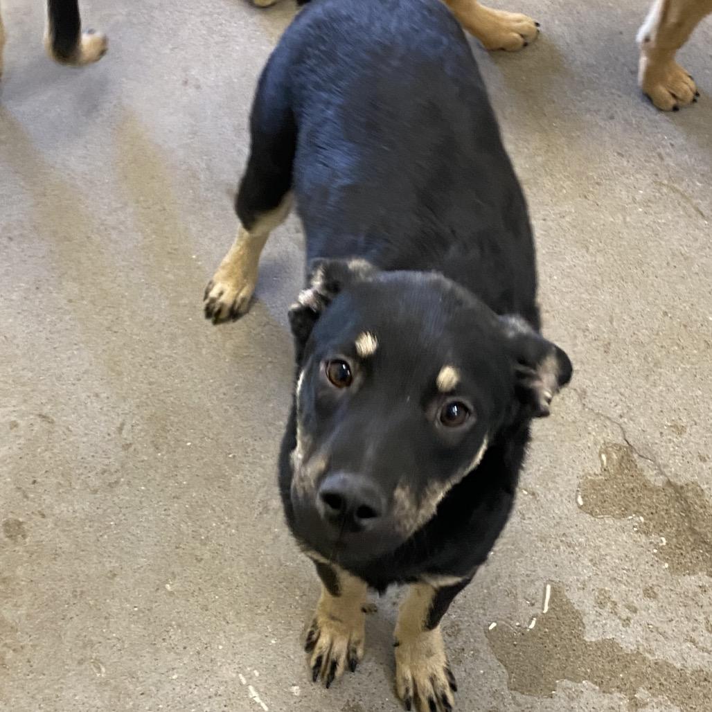 Vinny, a Adoptable Mixed Breed in Las Cruces, NM image 1/5