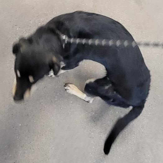 Vinny, a Adoptable Mixed Breed in Las Cruces, NM image 2/5