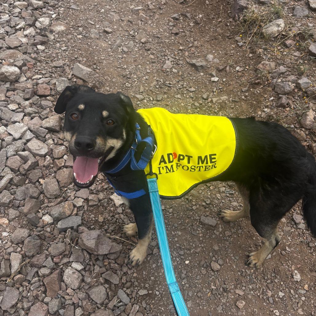 Vinny, a Adoptable Mixed Breed in Las Cruces, NM image 3/5