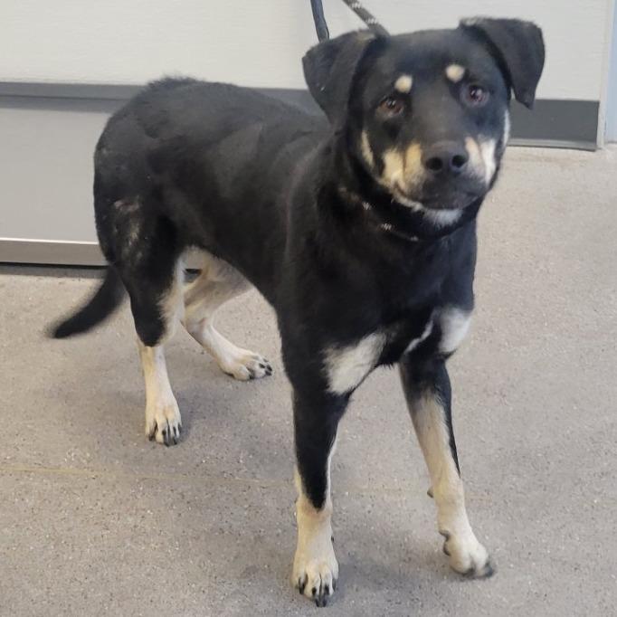 Vinny, a Adoptable Mixed Breed in Las Cruces, NM image 4/5