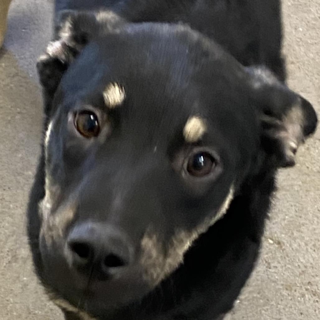 Vinny, a Adoptable Mixed Breed in Las Cruces, NM image 5/5