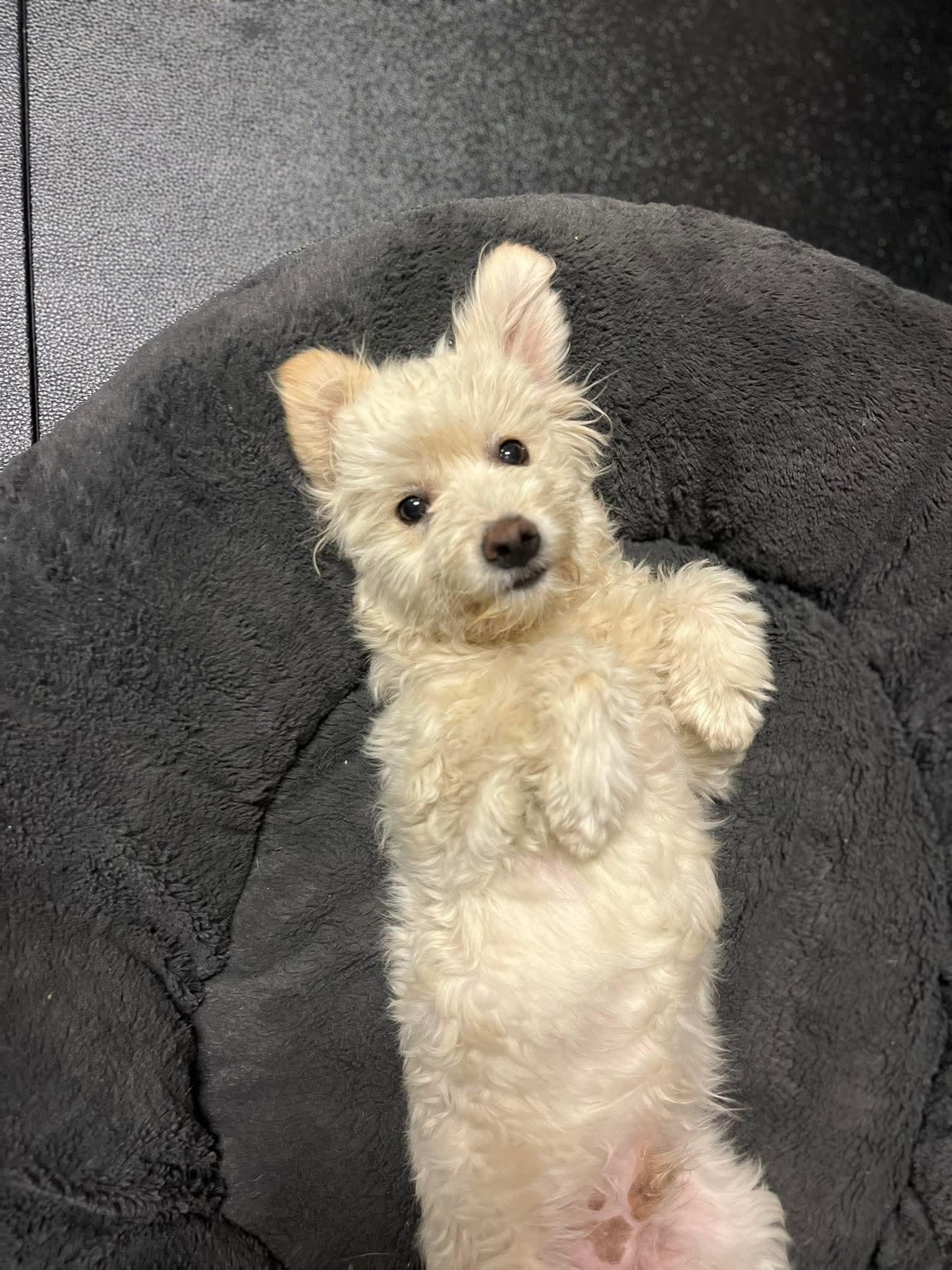 Enlarge Toby, an adopted mixed breed in Poway, CA image 2/3