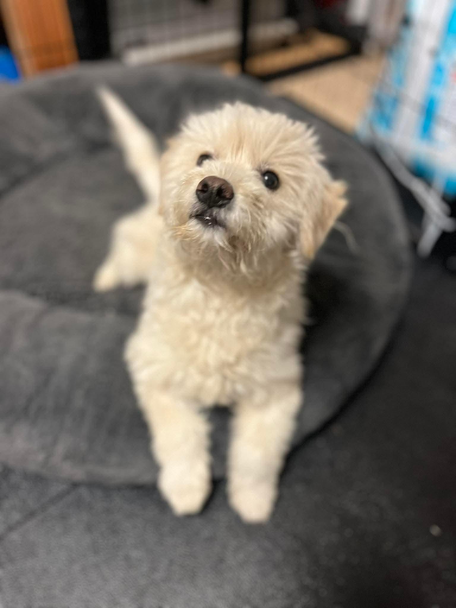 Toby, adopted, Puppy Male Miniature Poodle.