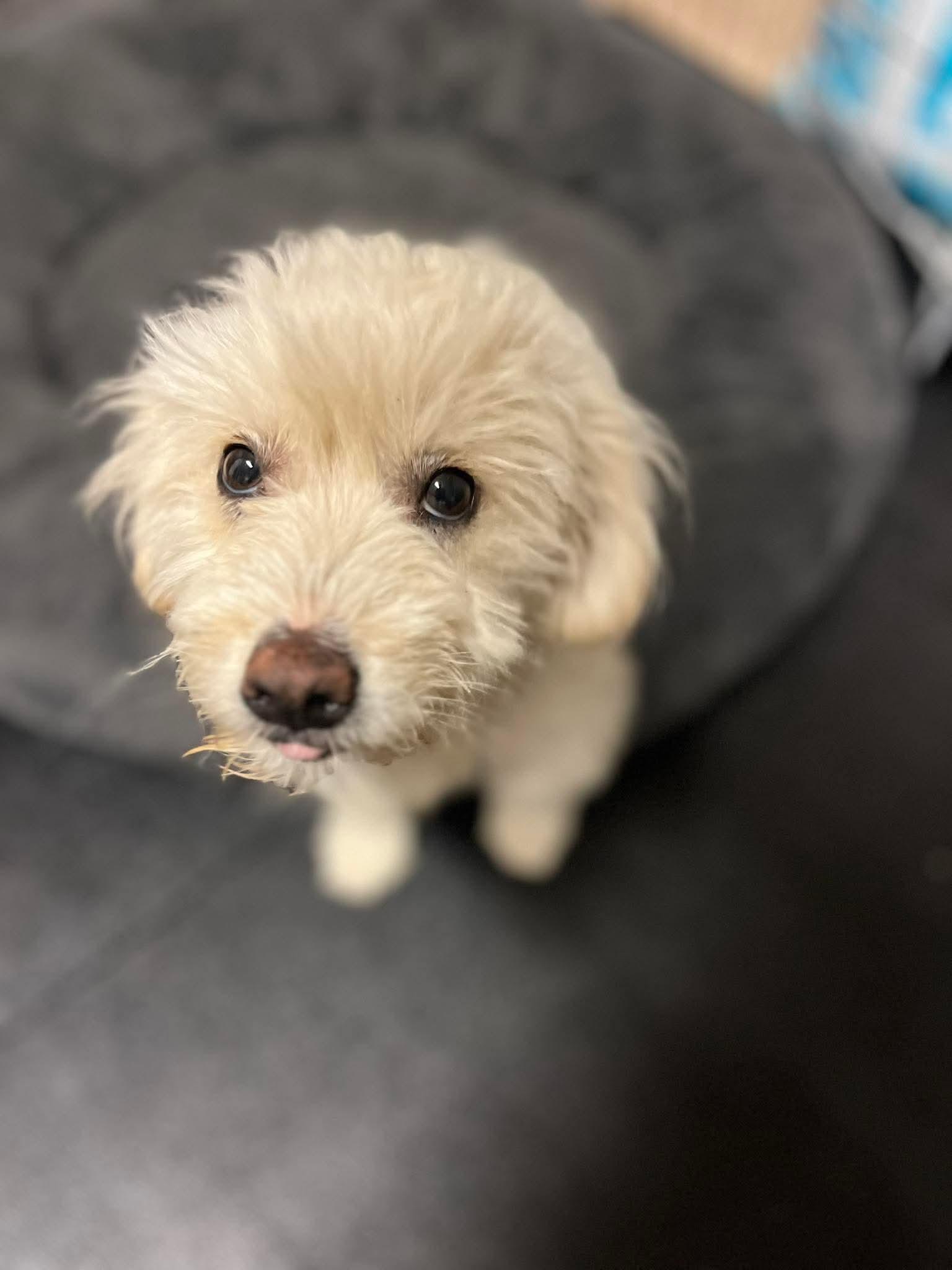 Enlarge Toby, an adopted mixed breed in Poway, CA image 3/3