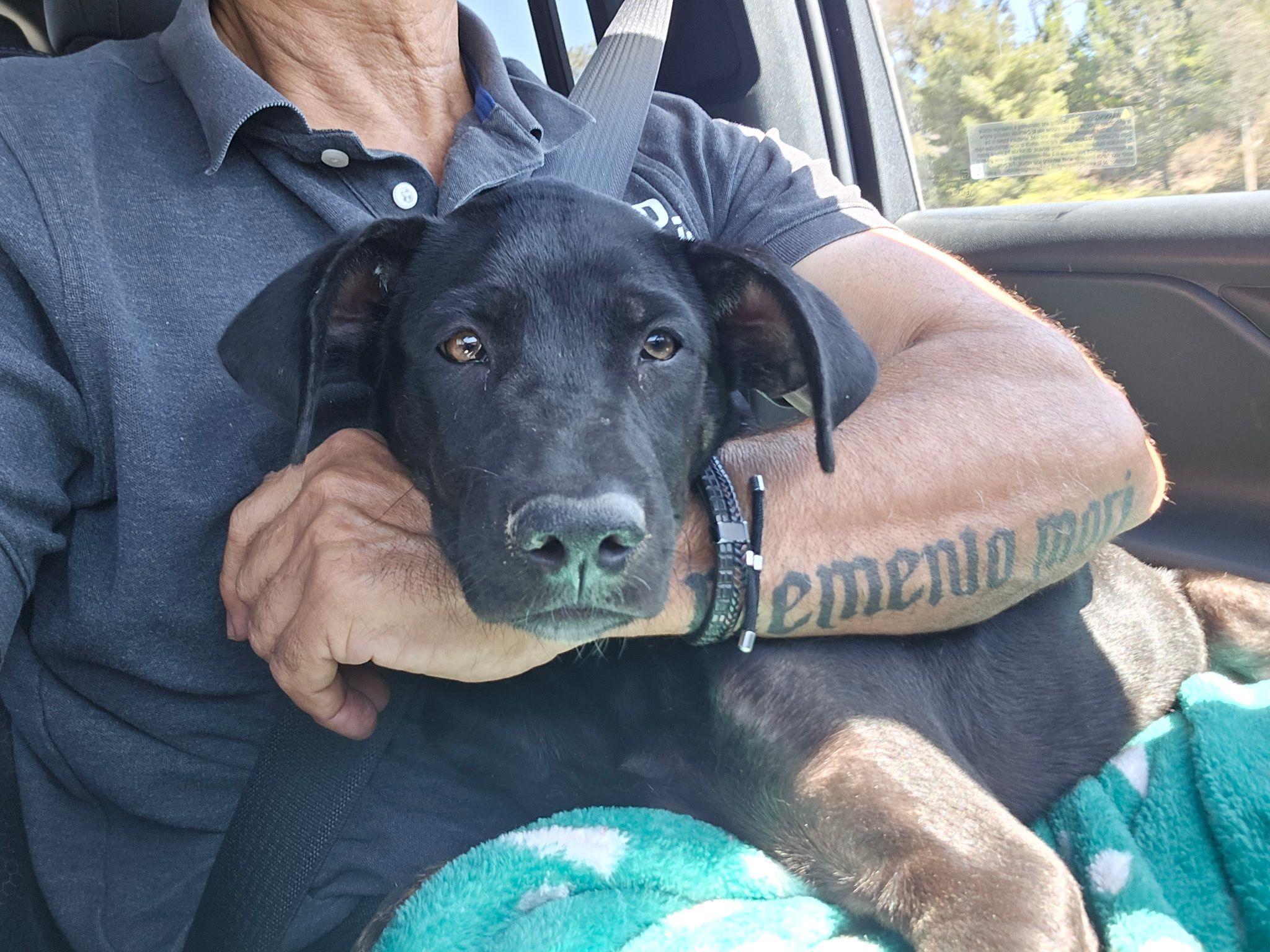 Banks, Adoptable, Puppy Male Pit Bull Terrier.
