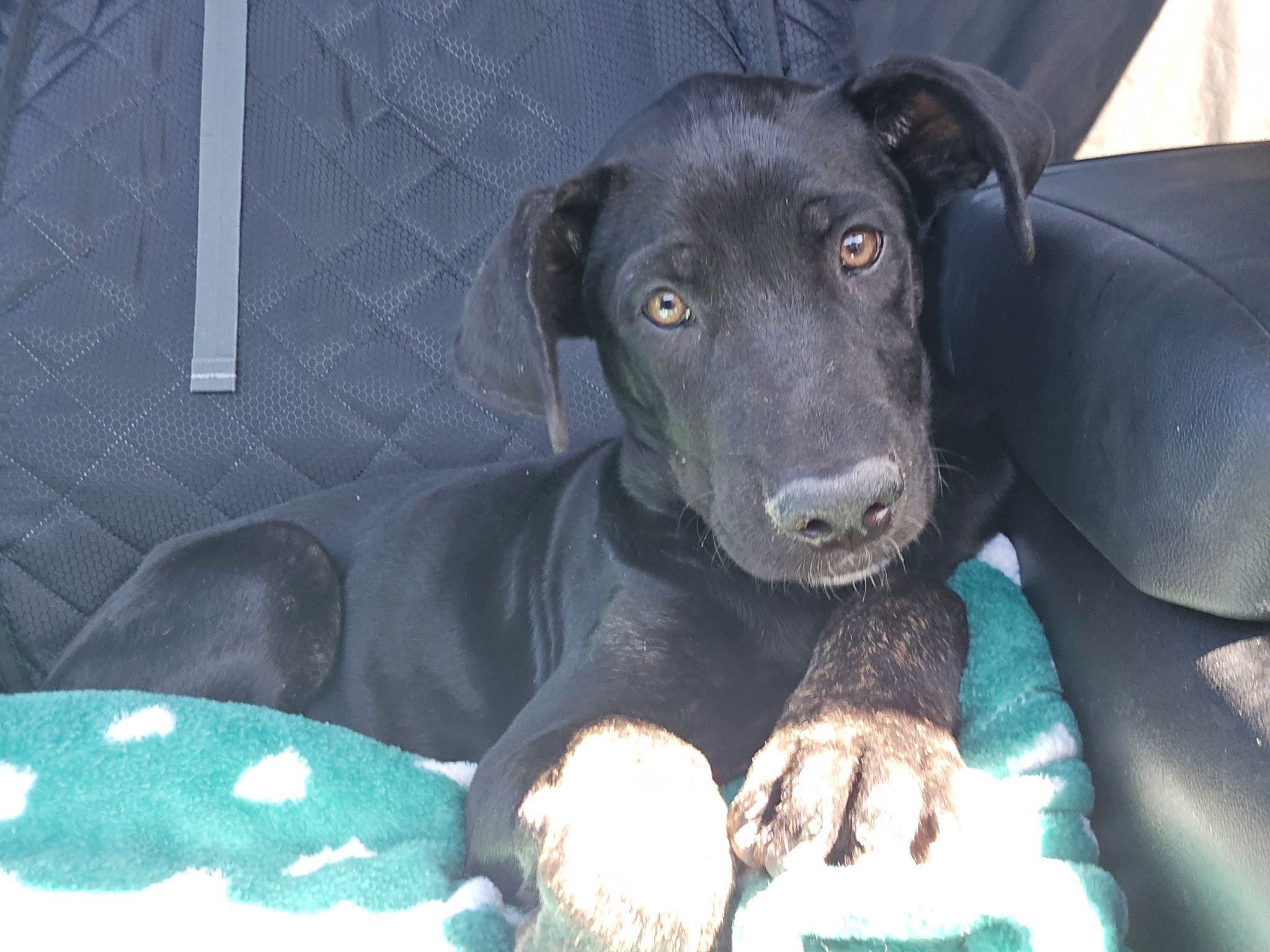 Enlarge Banks, a Adoptable mixed breed in Inglewood, CA image 6/6